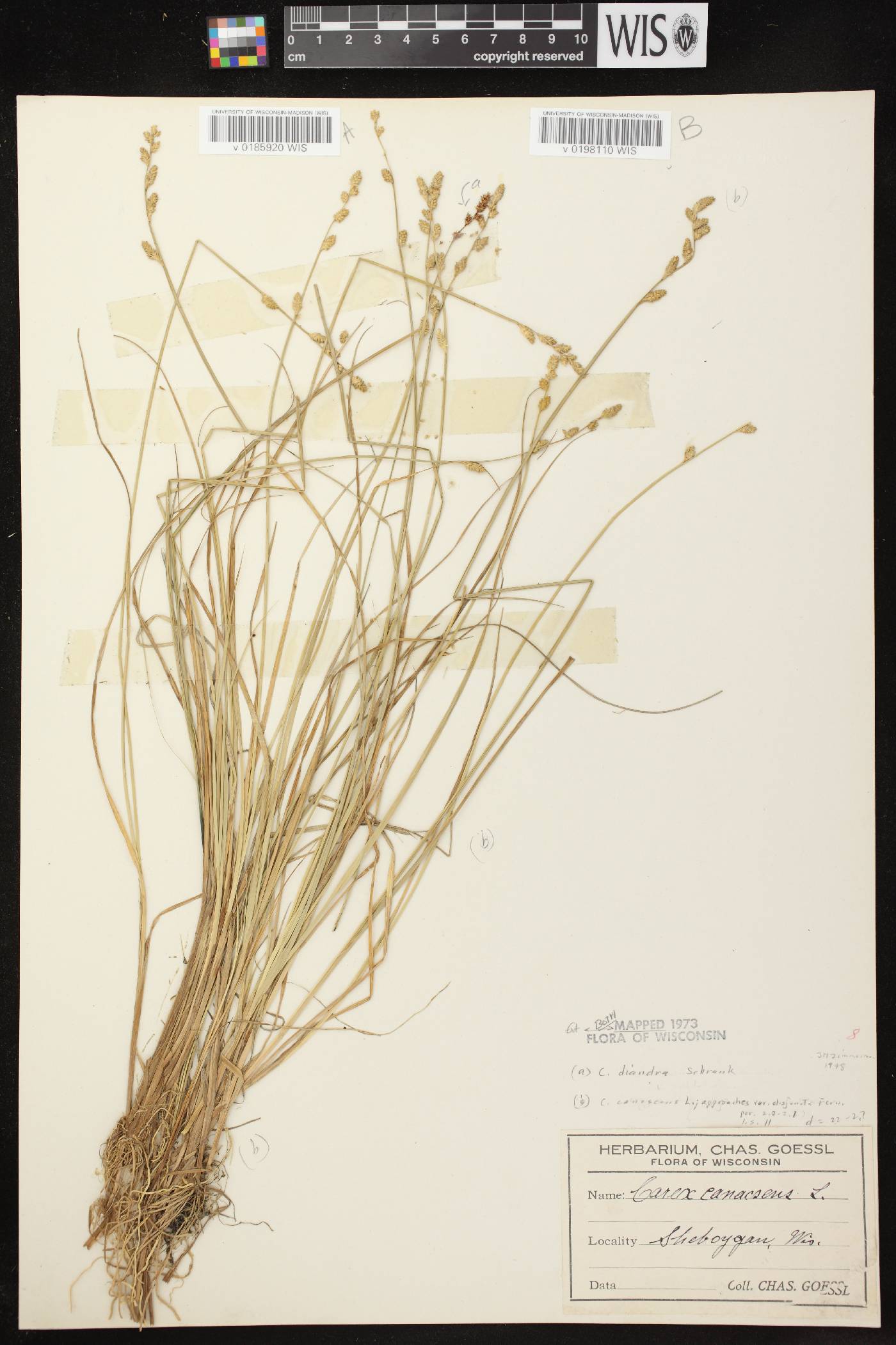 Carex canescens image
