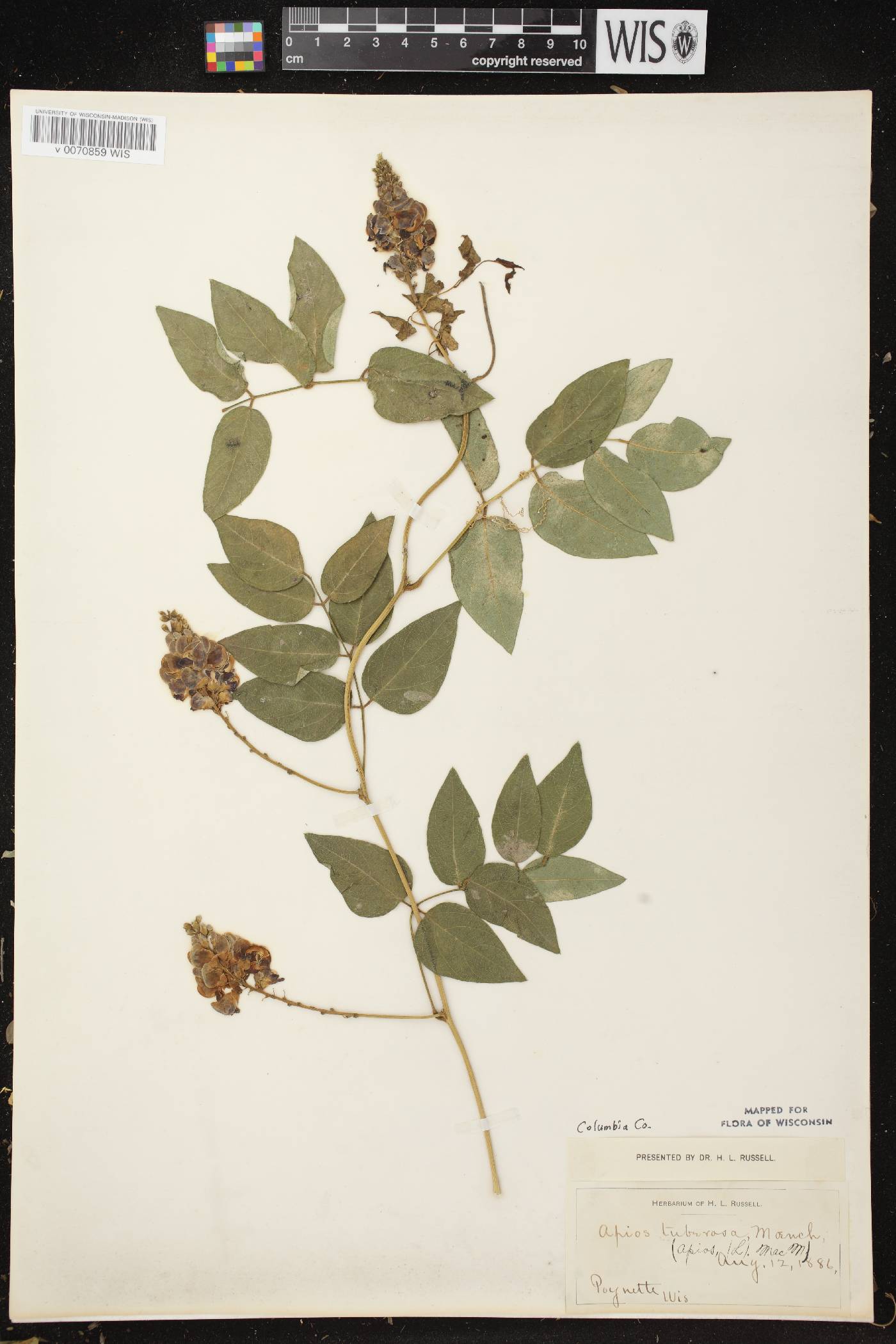 Apios americana image