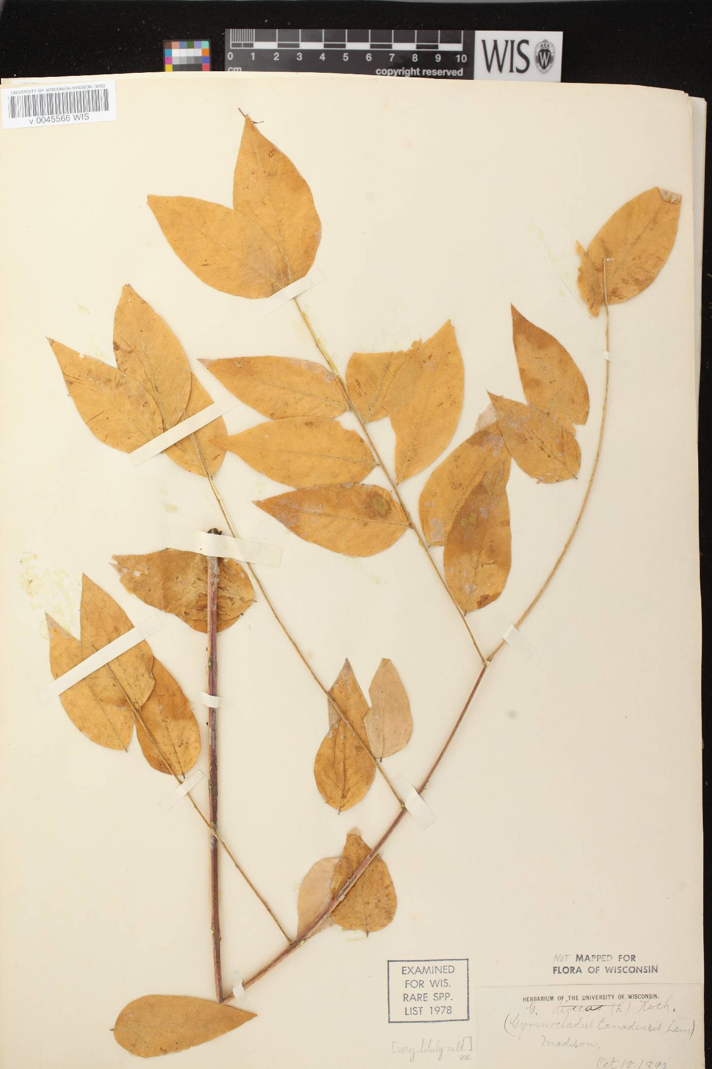Gymnocladus dioicus image