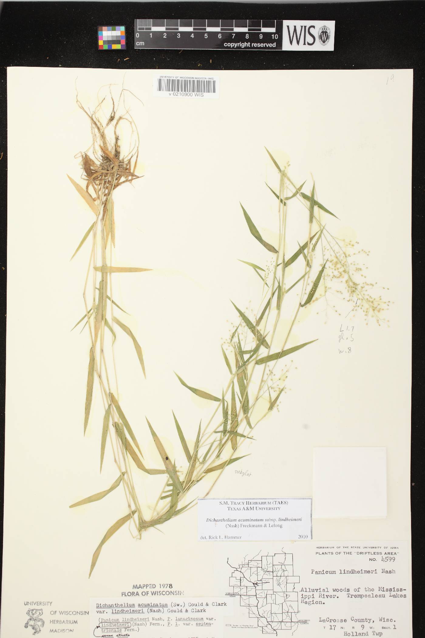 Dichanthelium acuminatum var. lindheimeri image