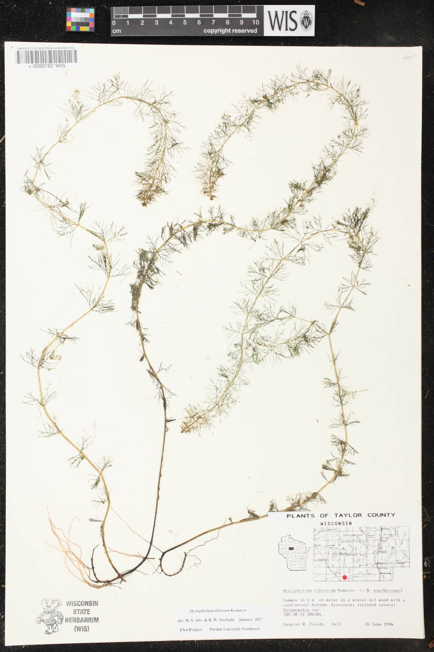 Myriophyllum sibiricum image