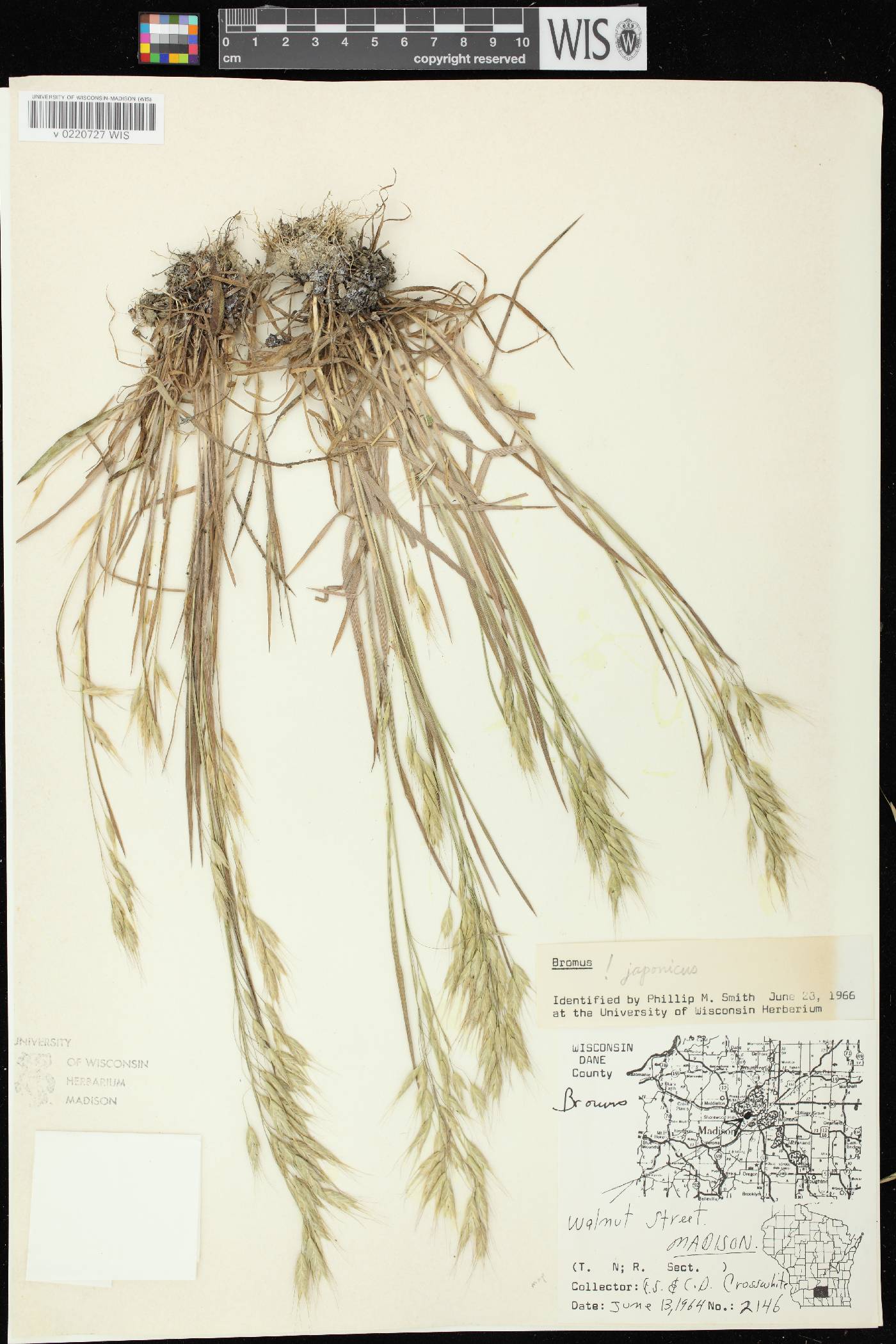 Bromus arvensis image