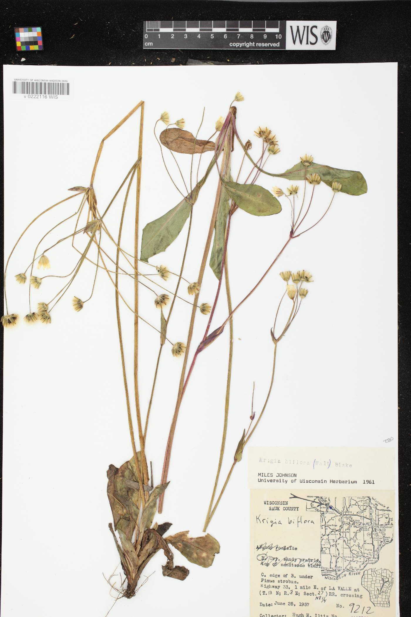 Krigia biflora image