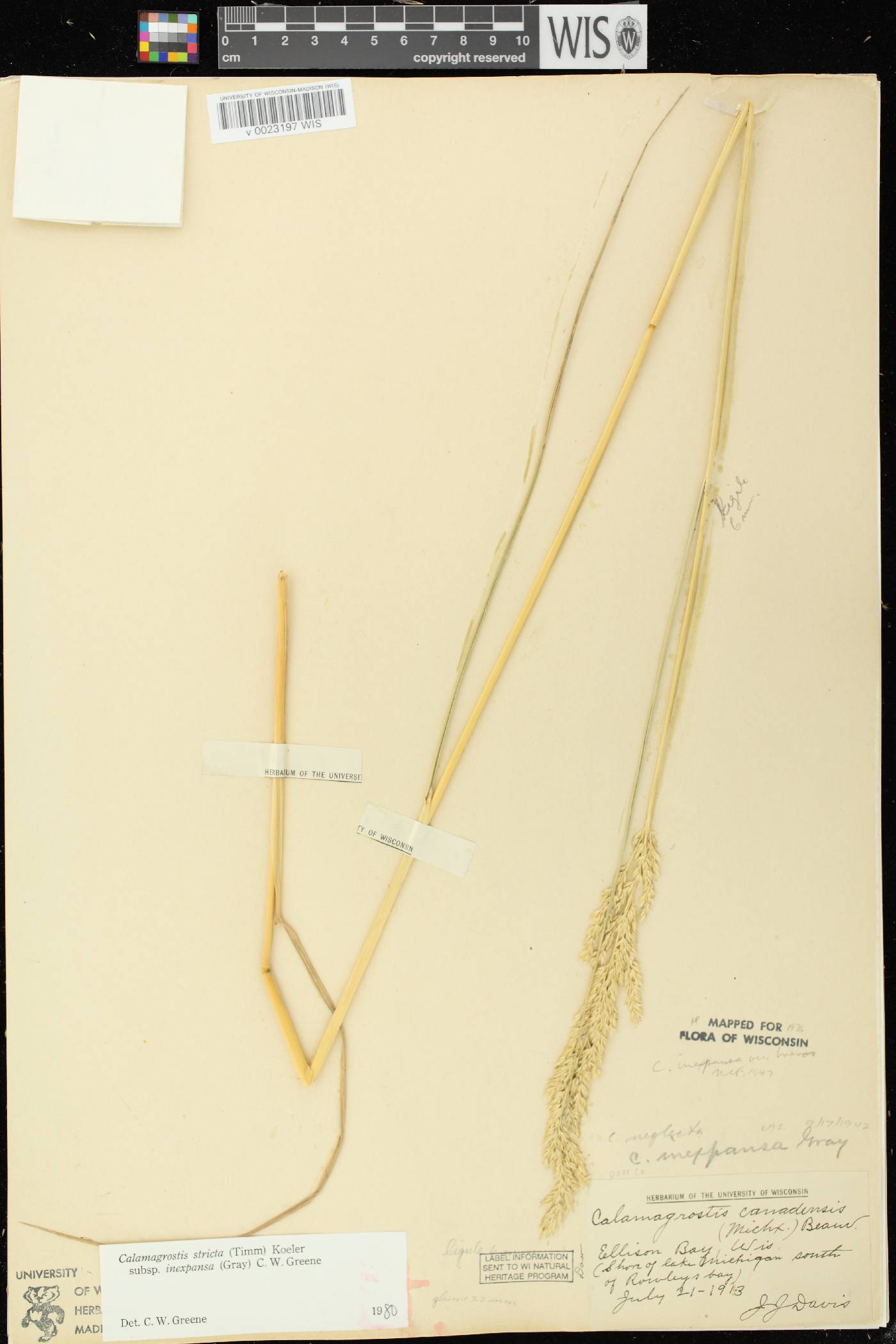 Calamagrostis stricta image