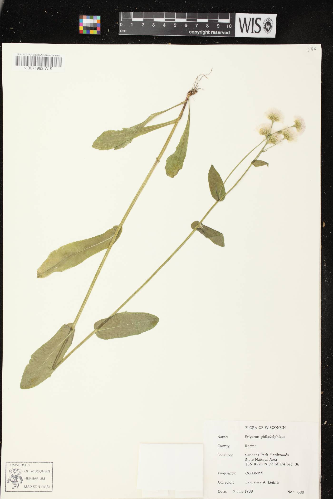 Erigeron philadelphicus image