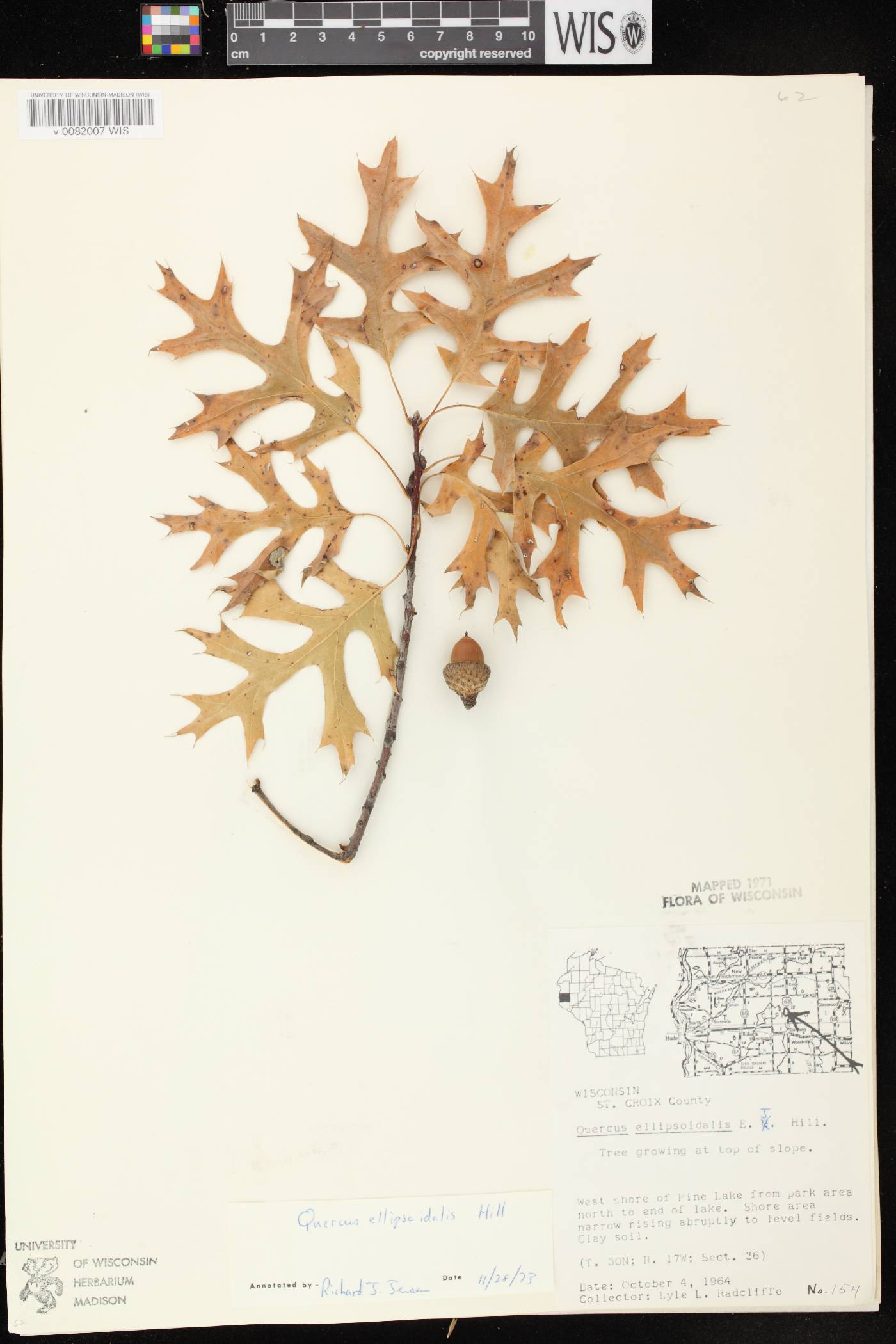 Quercus ellipsoidalis image