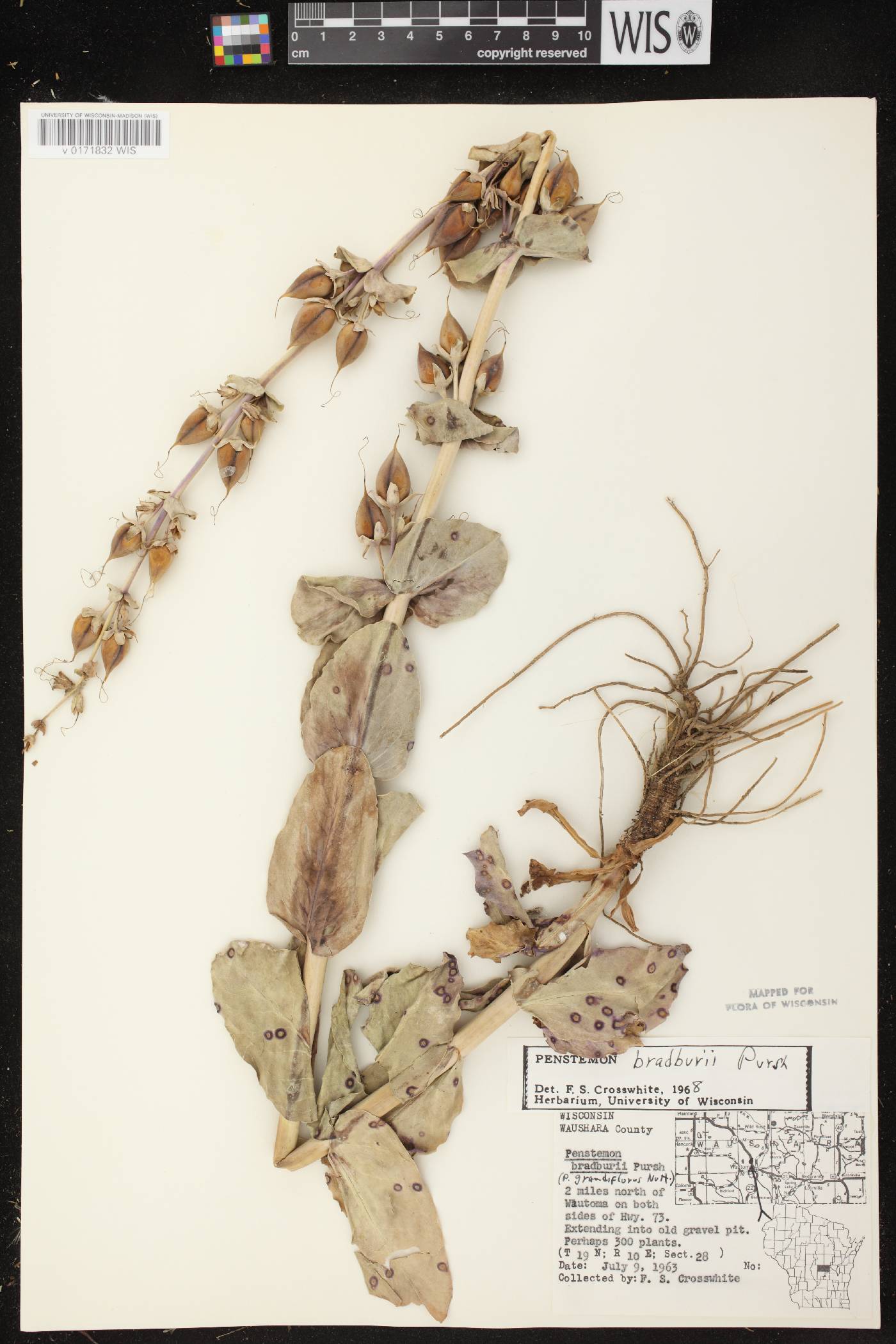 Penstemon grandiflorus image