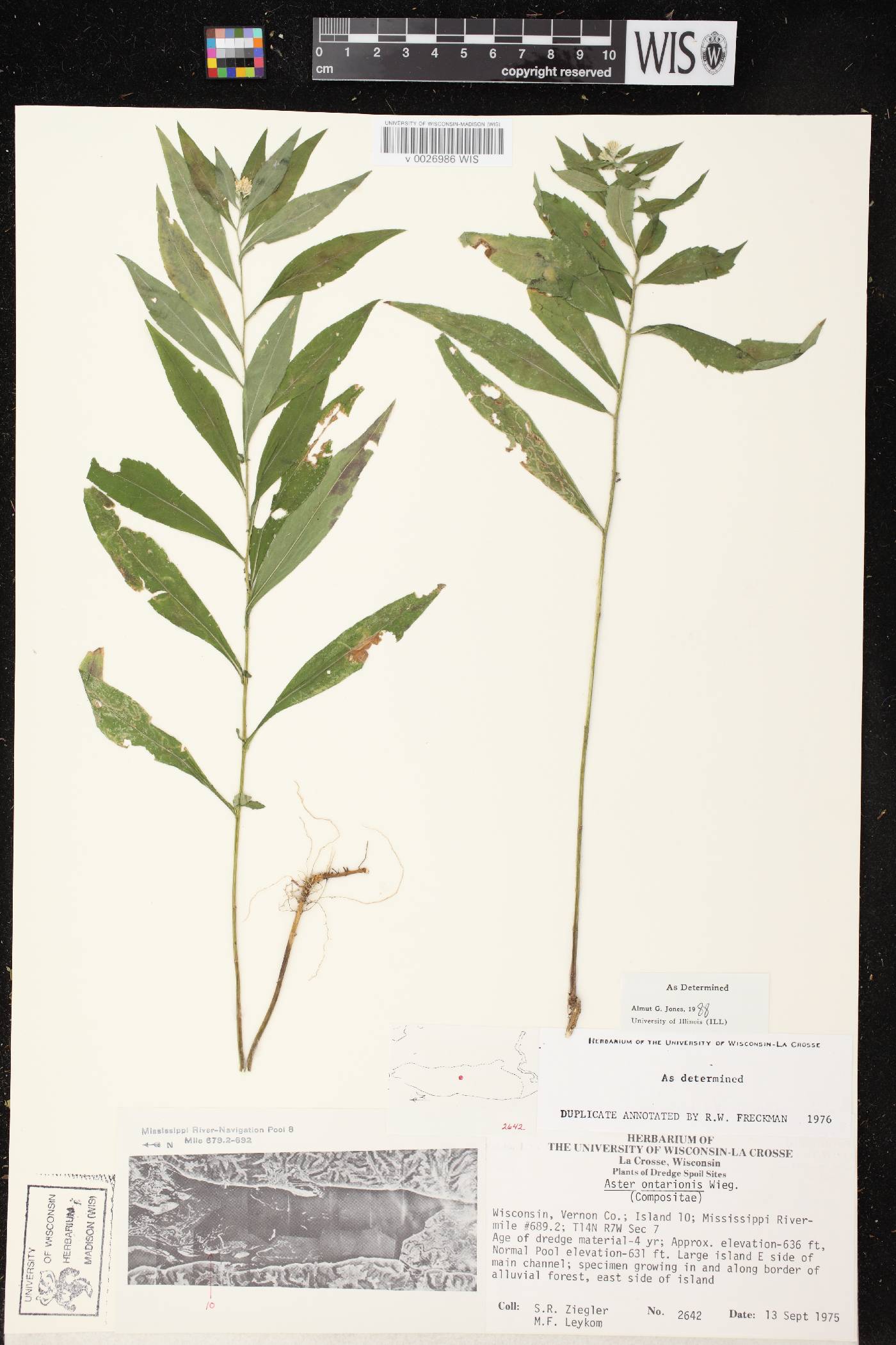 Symphyotrichum ontarionis image