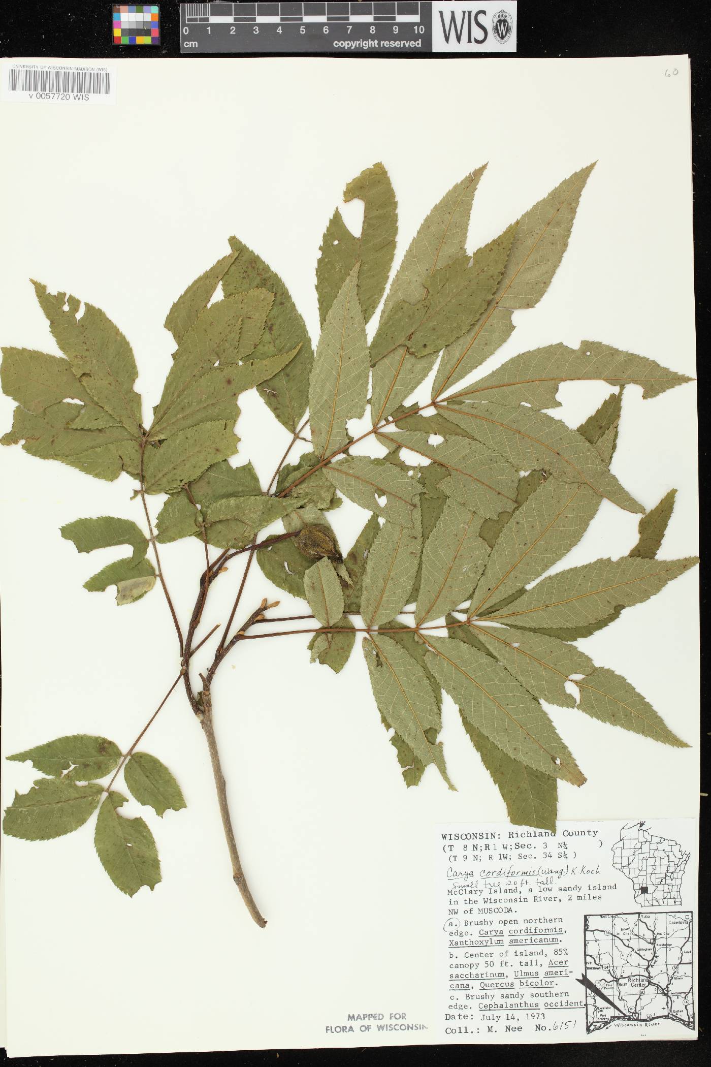 Carya cordiformis image