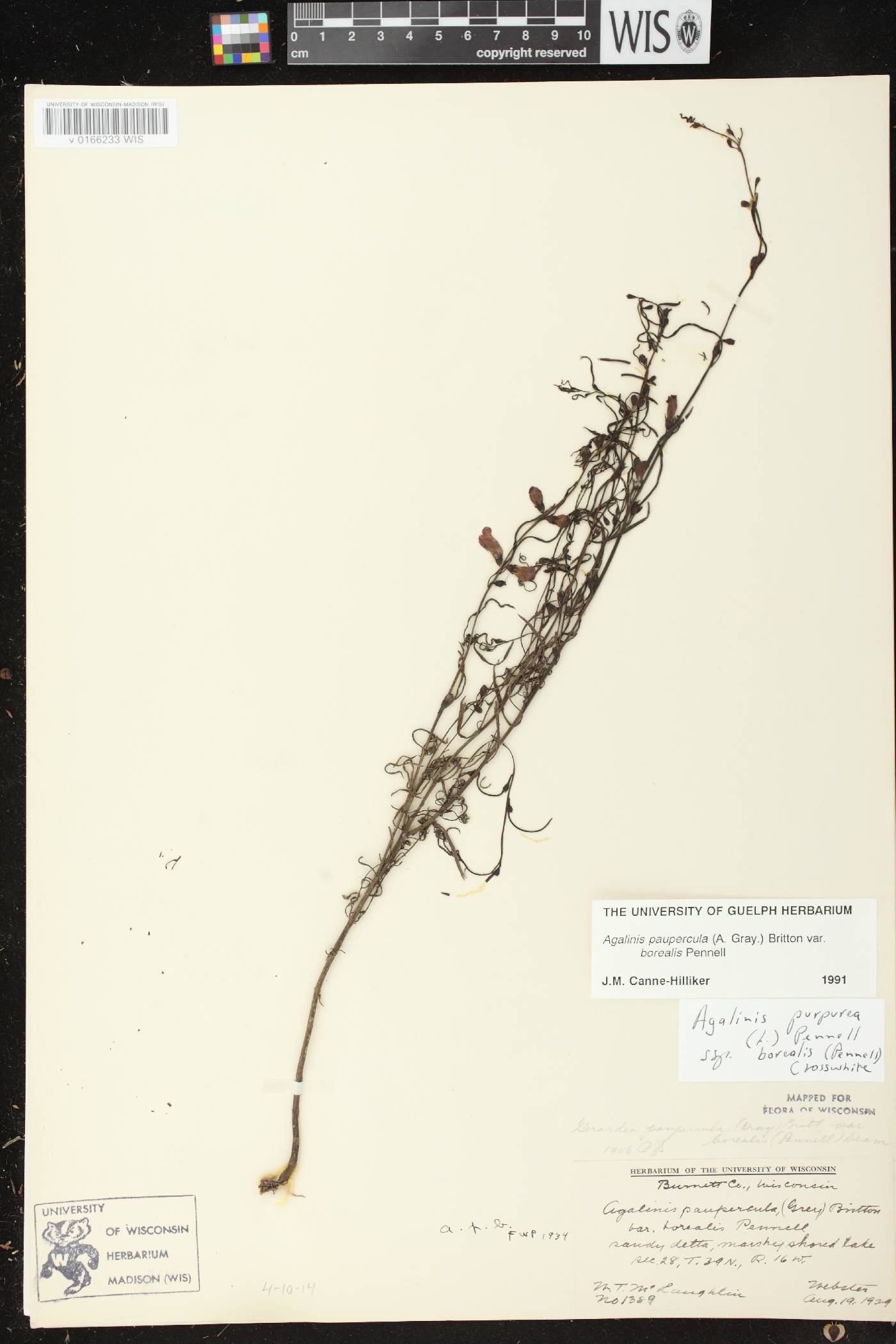 Agalinis paupercula var. borealis image