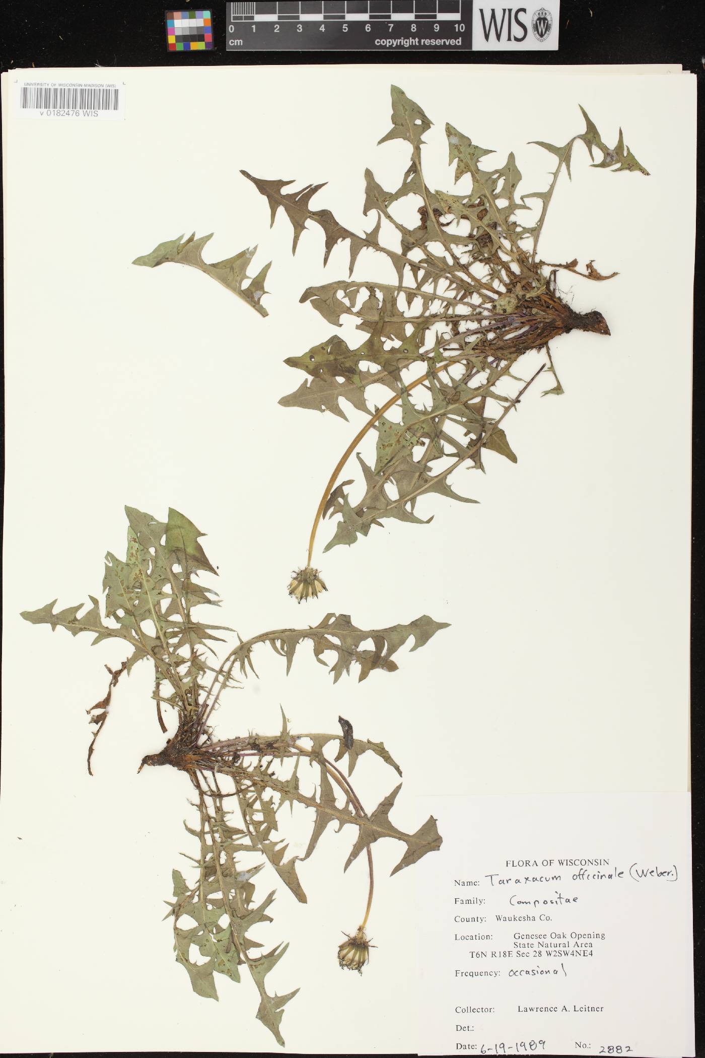 Taraxacum officinale image