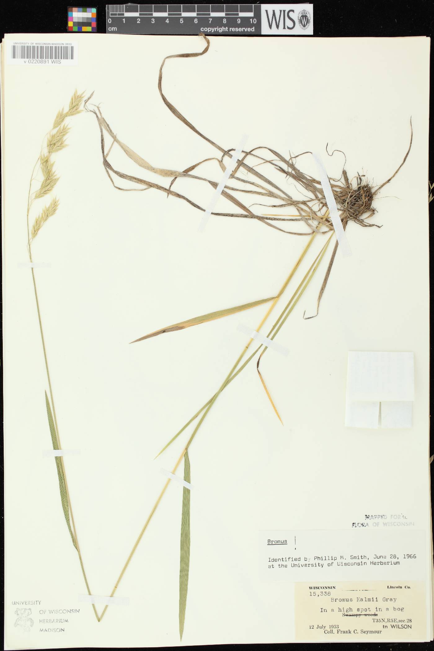 Bromus kalmii image
