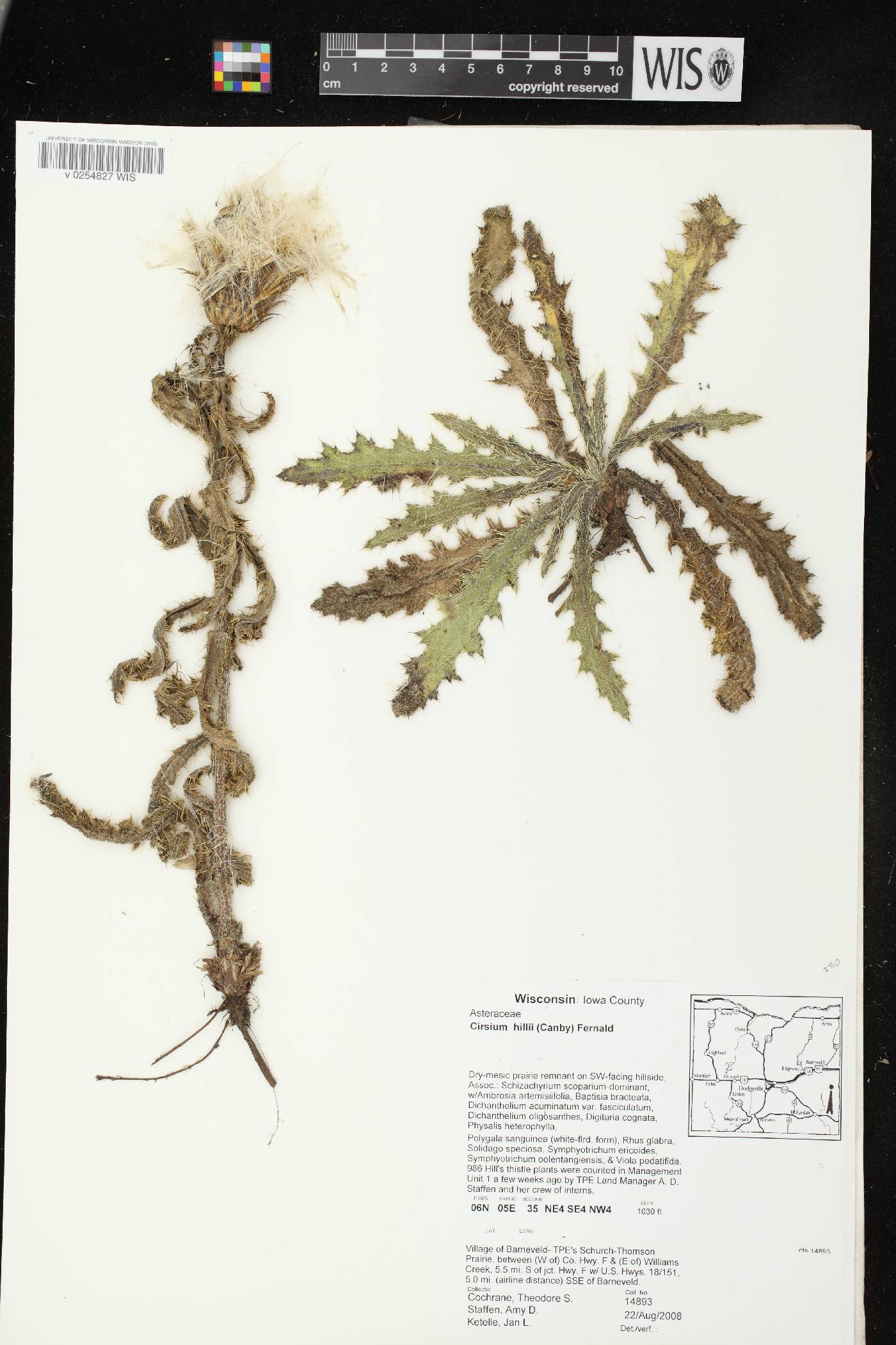 Cirsium pumilum image