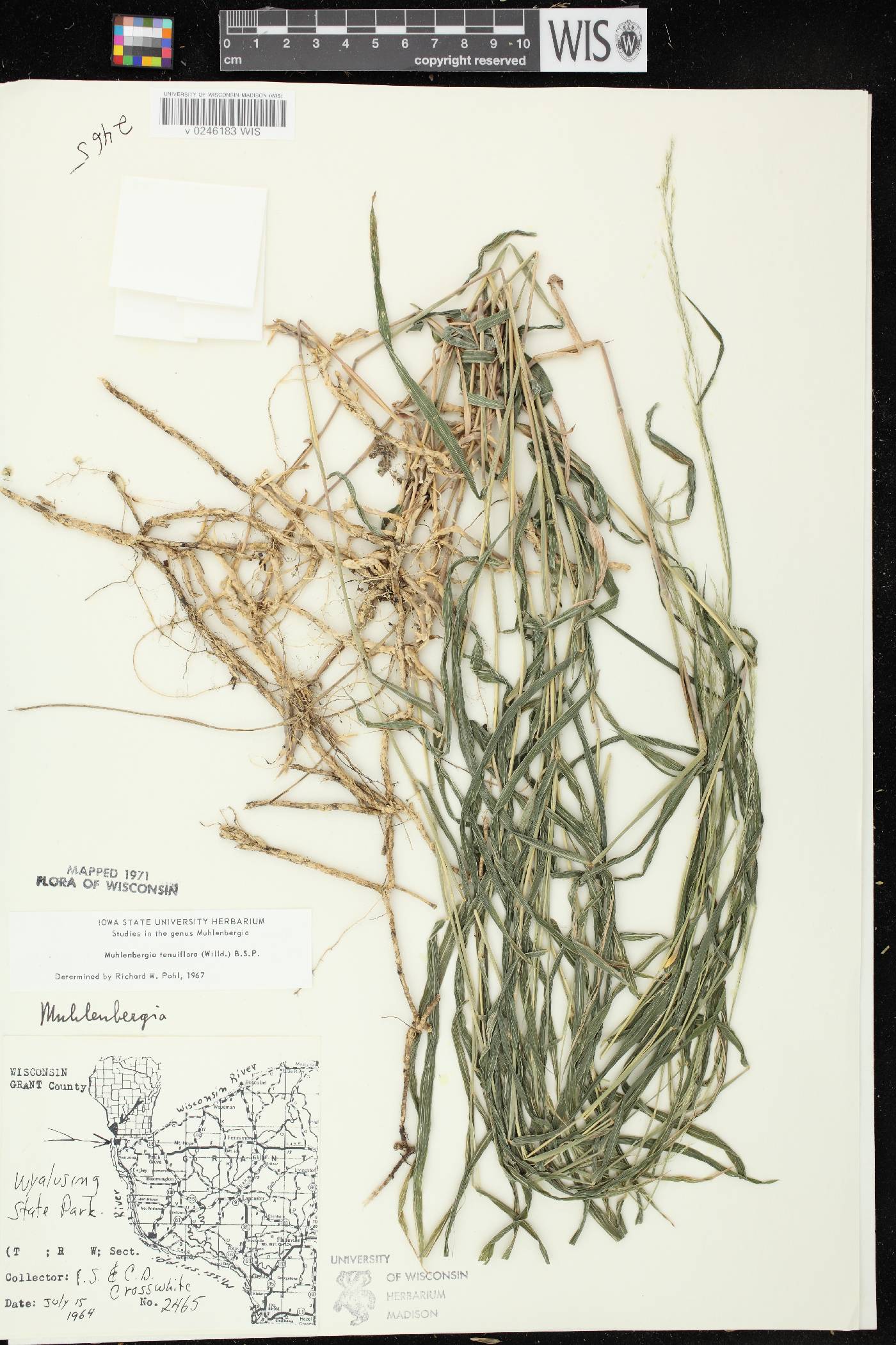 Muhlenbergia tenuiflora image