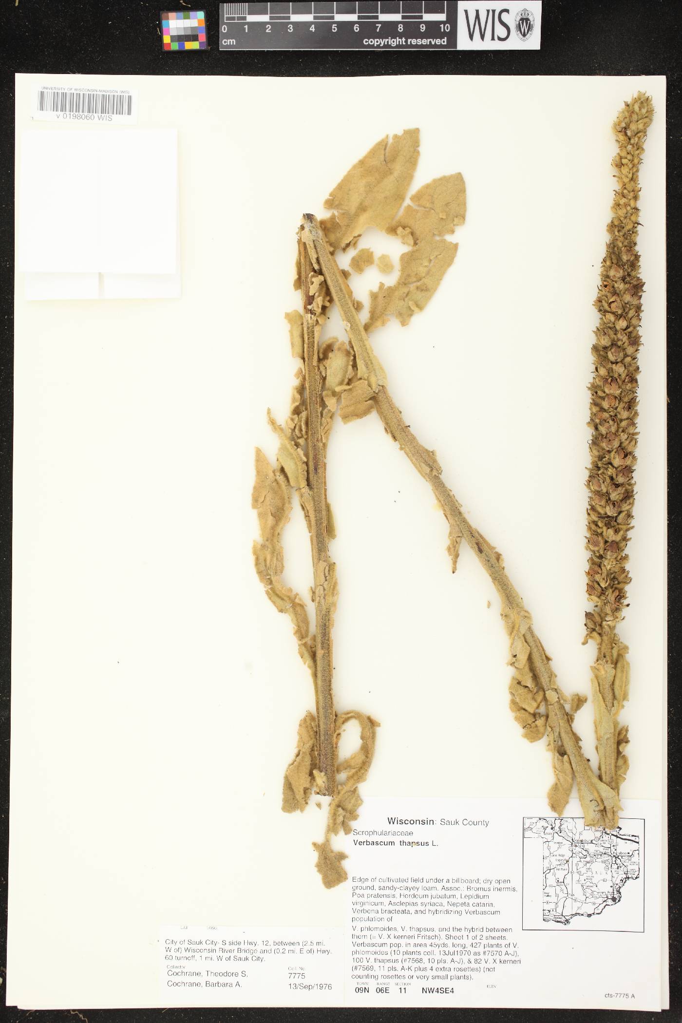 Verbascum thapsus image