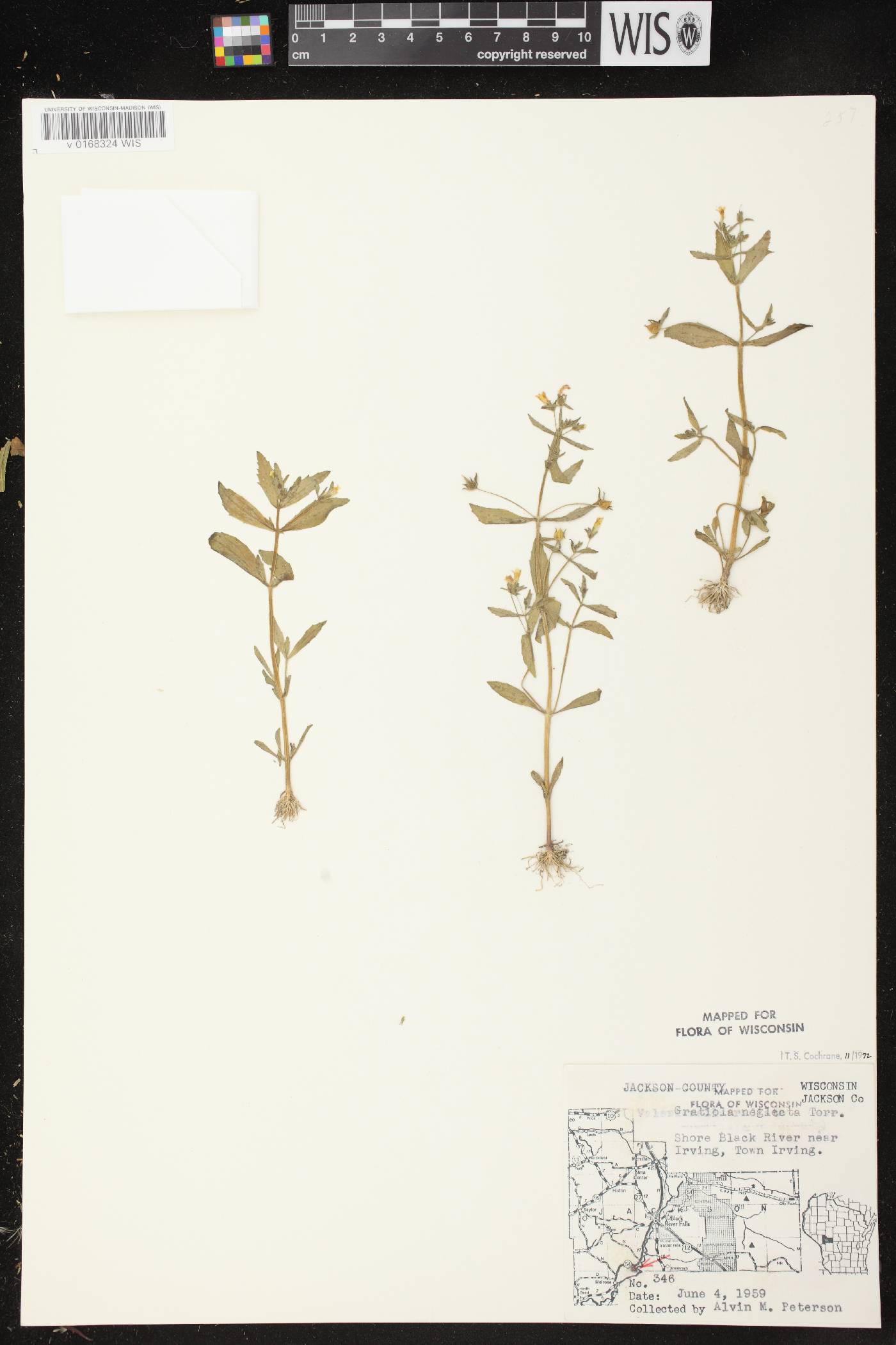Gratiola neglecta image