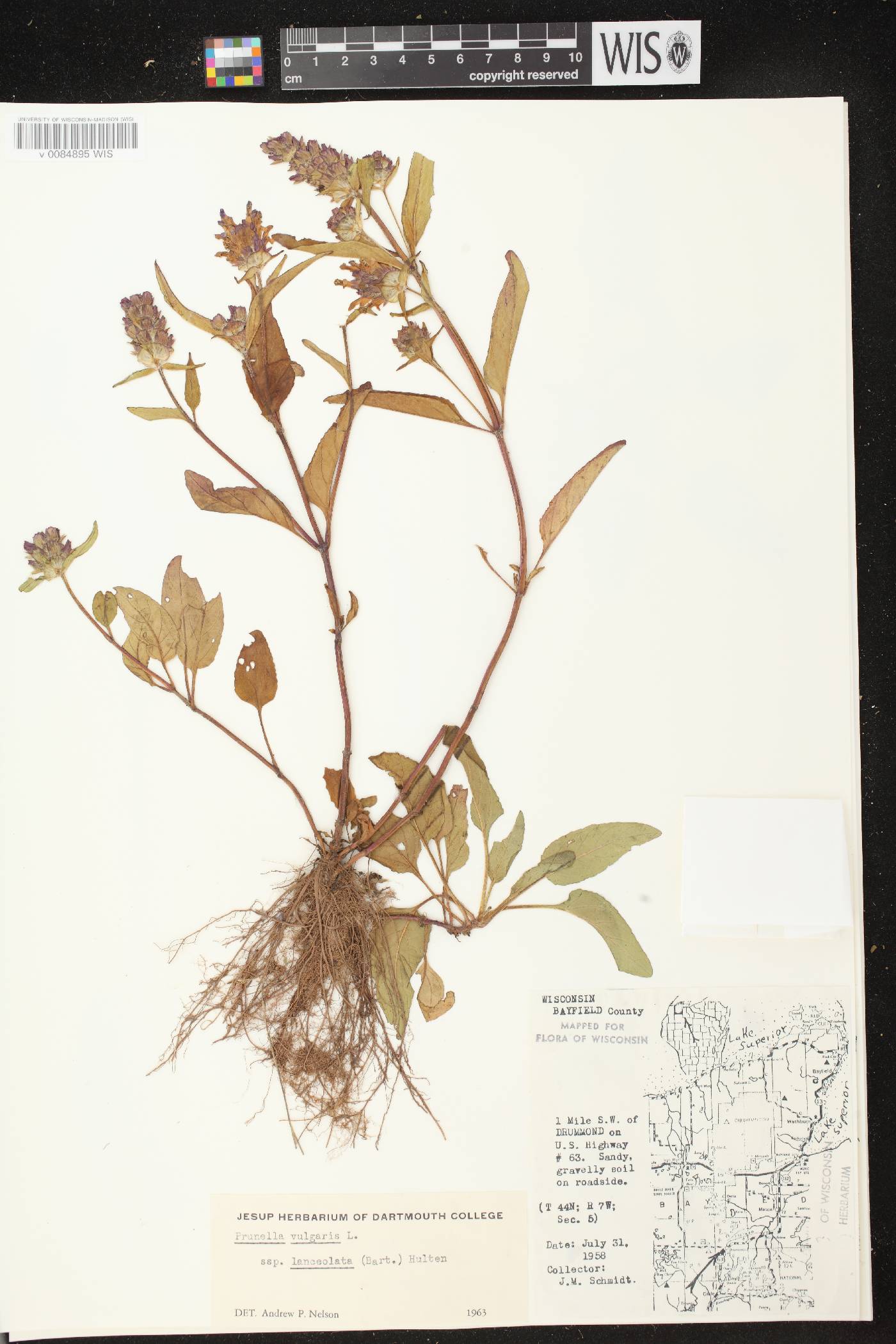 Prunella vulgaris image