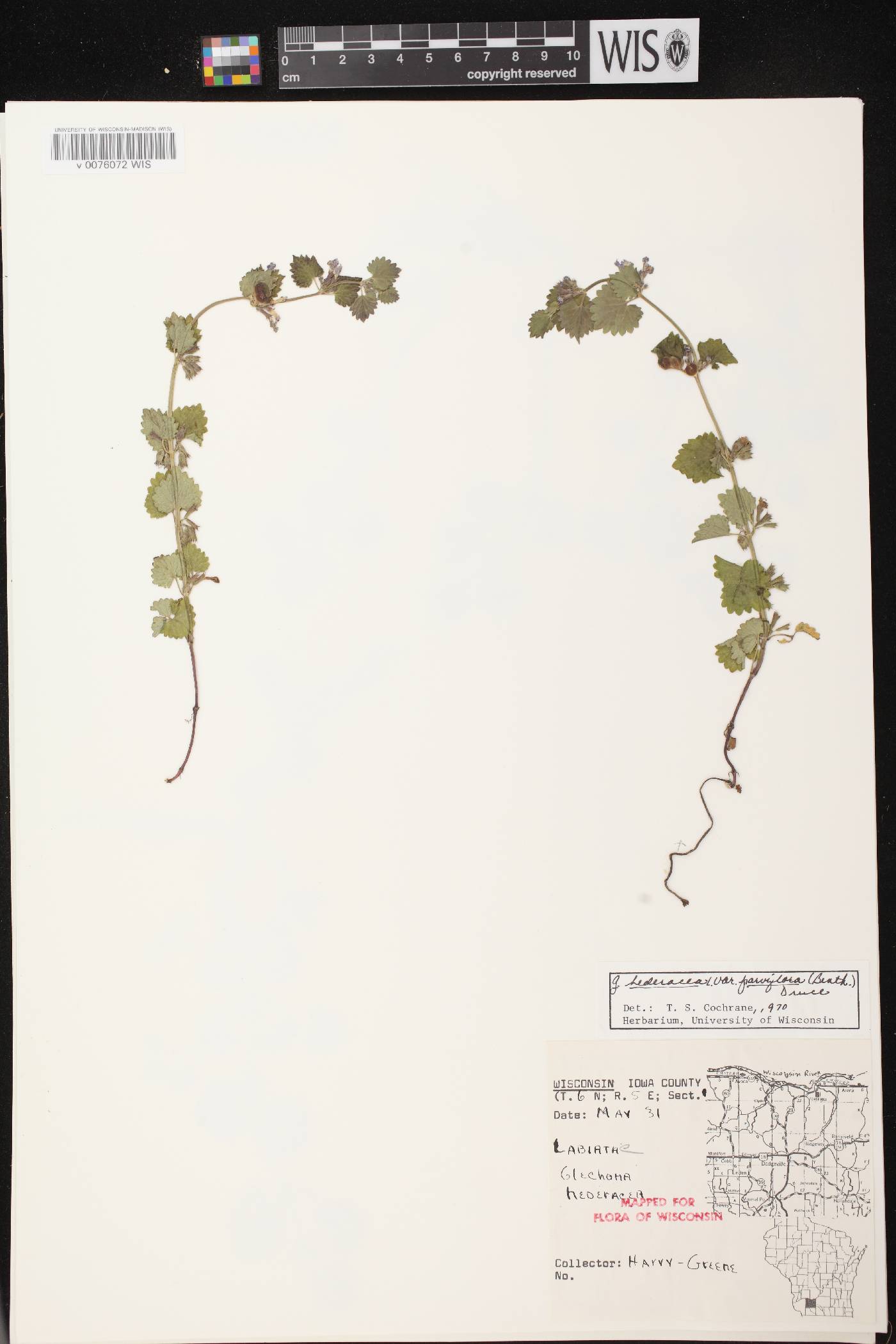 Glechoma hederacea image