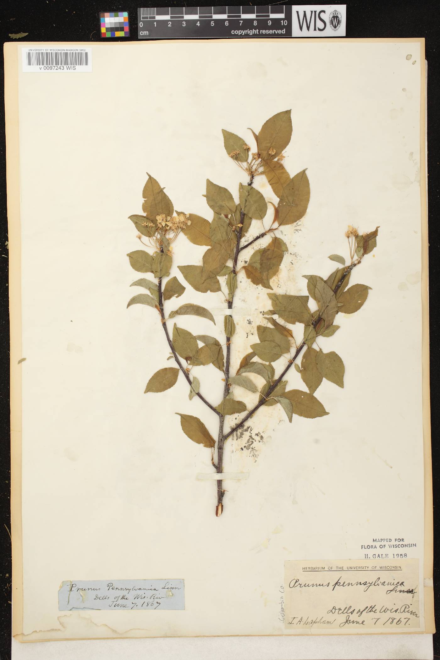 Prunus pensylvanica image