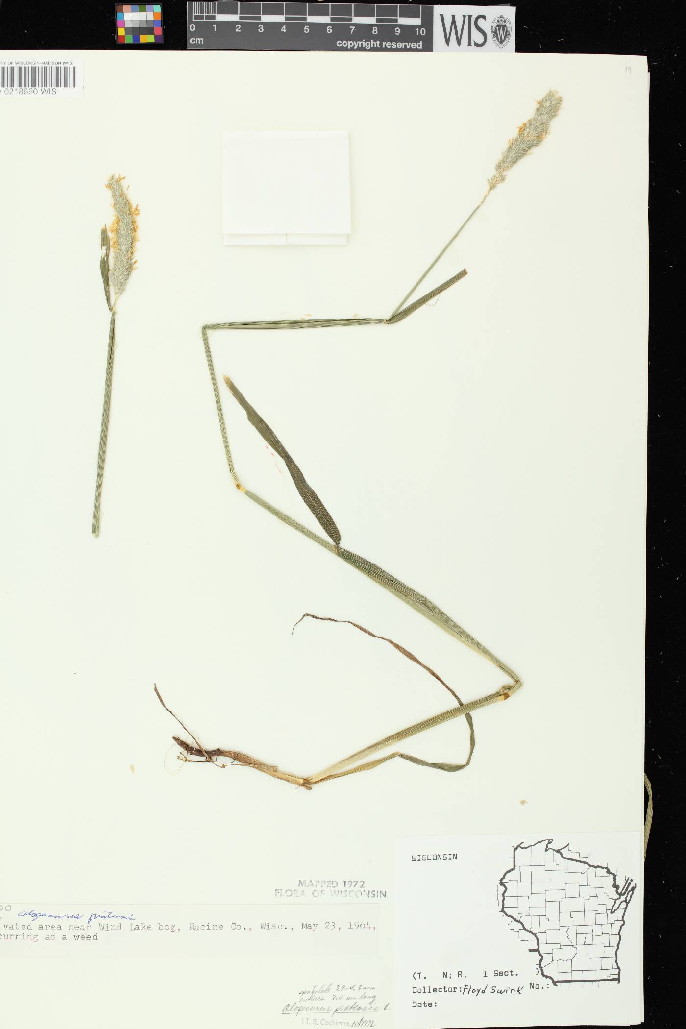 Alopecurus pratensis image
