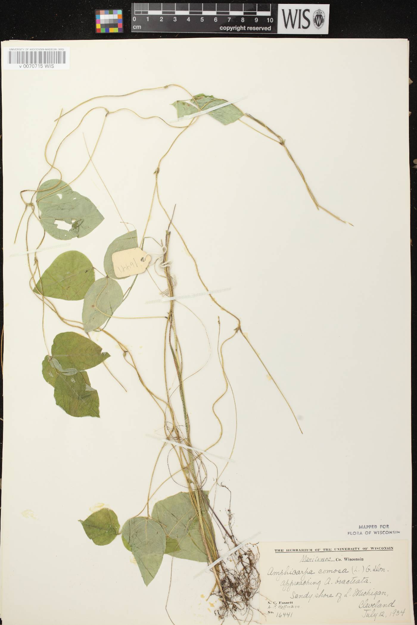 Amphicarpaea bracteata image
