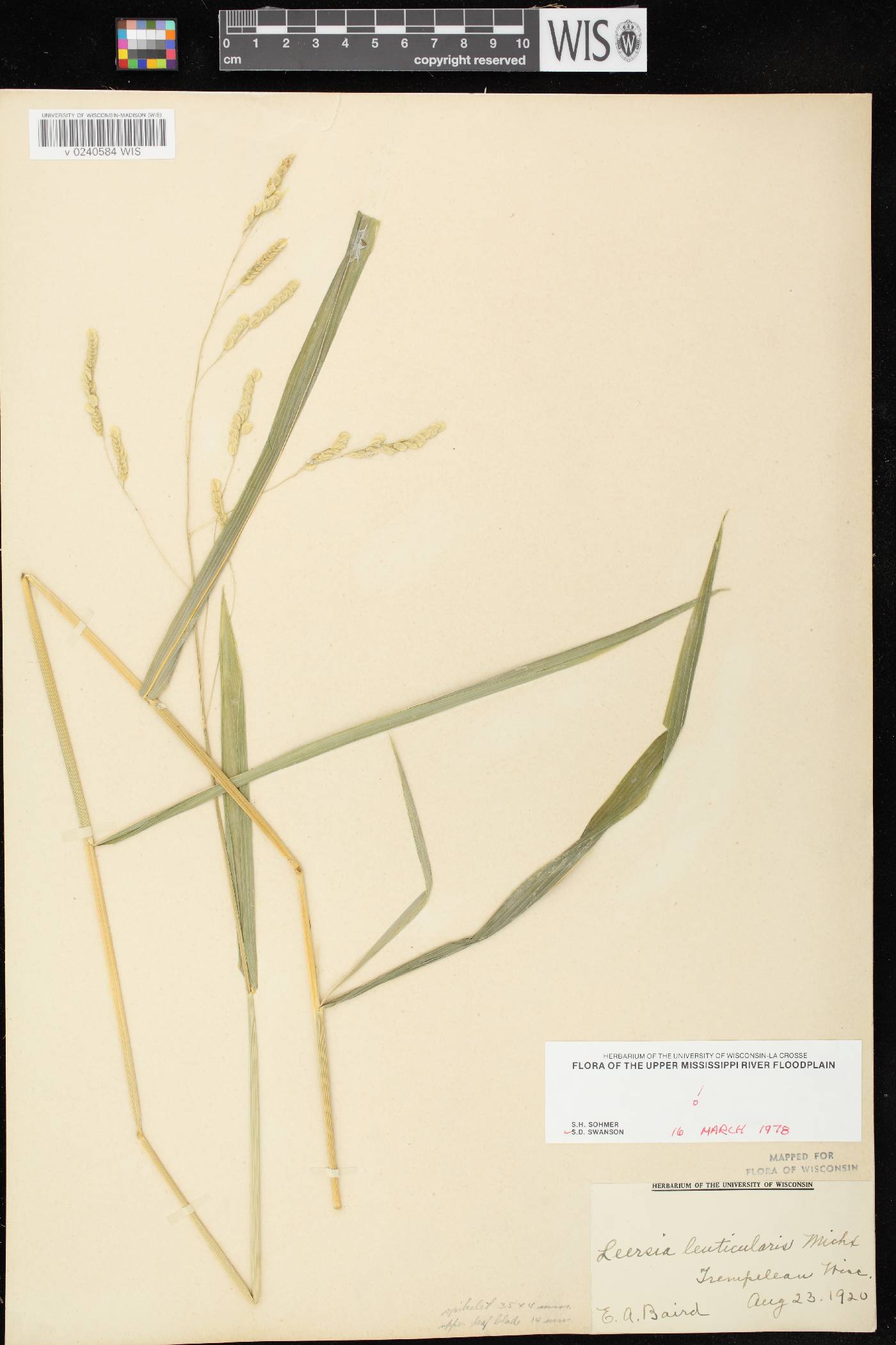 Leersia lenticularis image