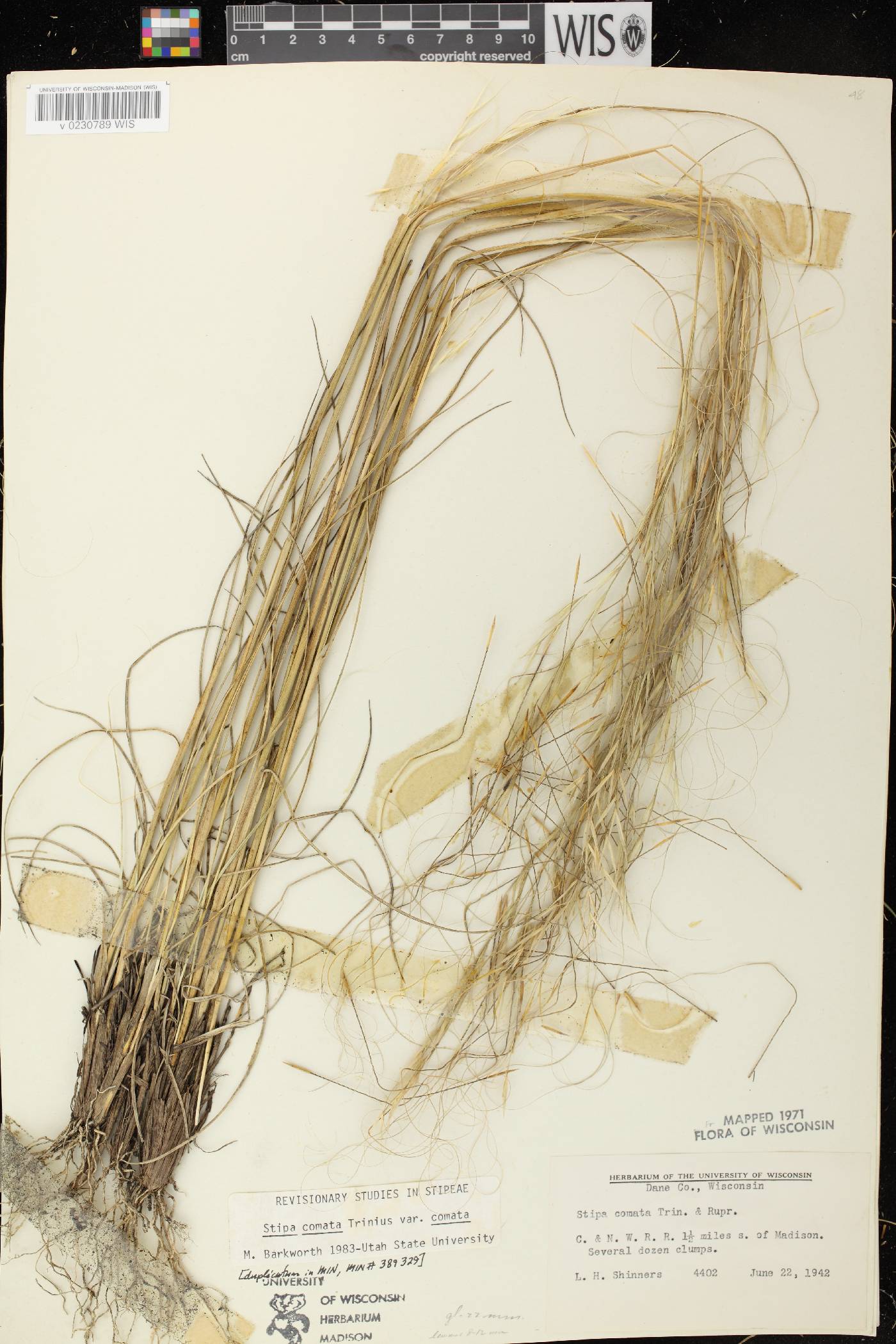 Hesperostipa comata image