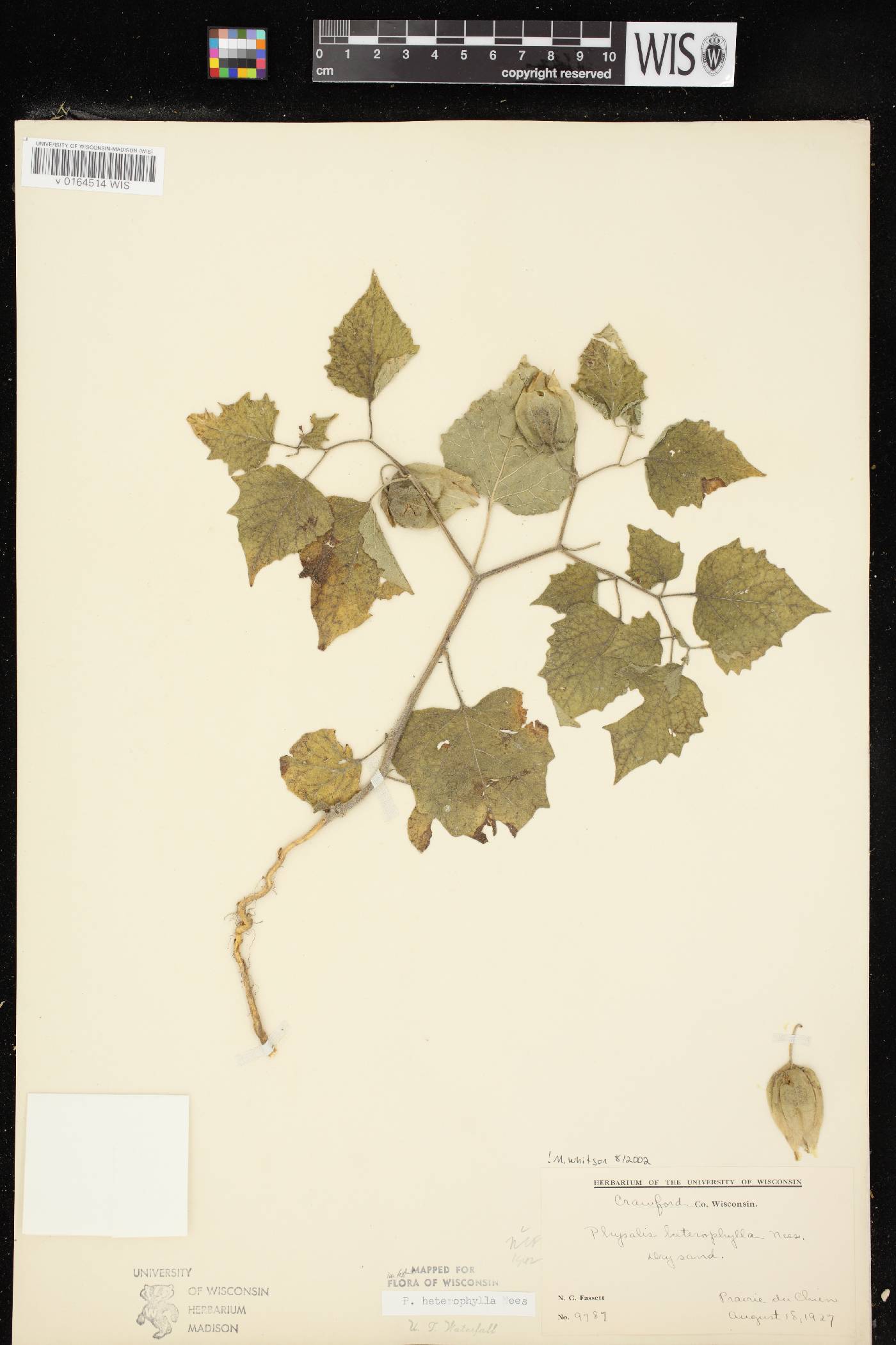 Physalis heterophylla var. heterophylla image