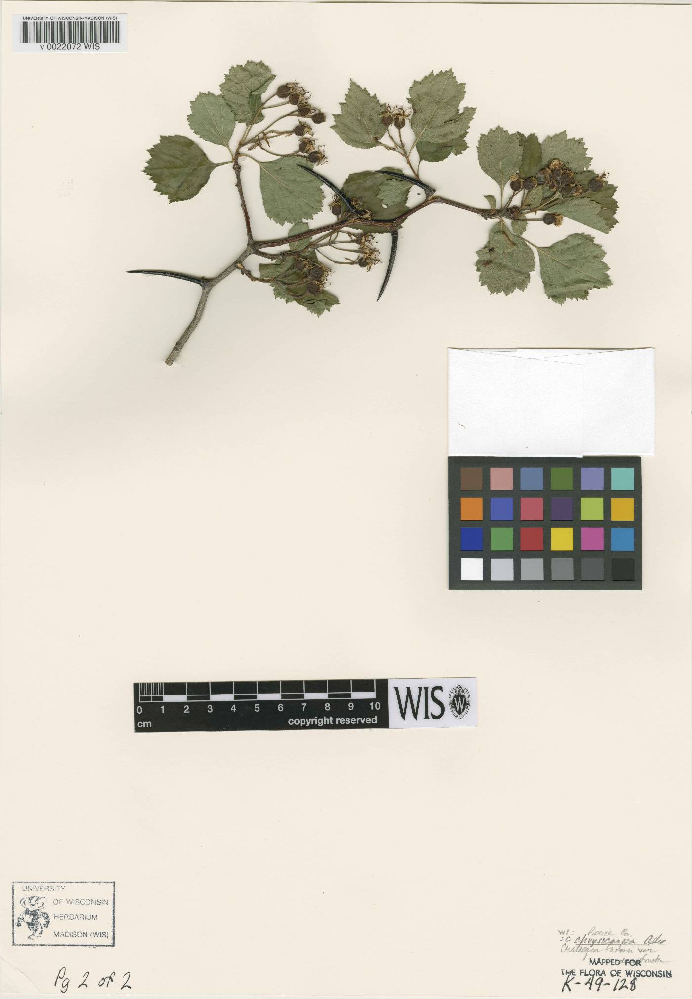 Crataegus chrysocarpa var. chrysocarpa image