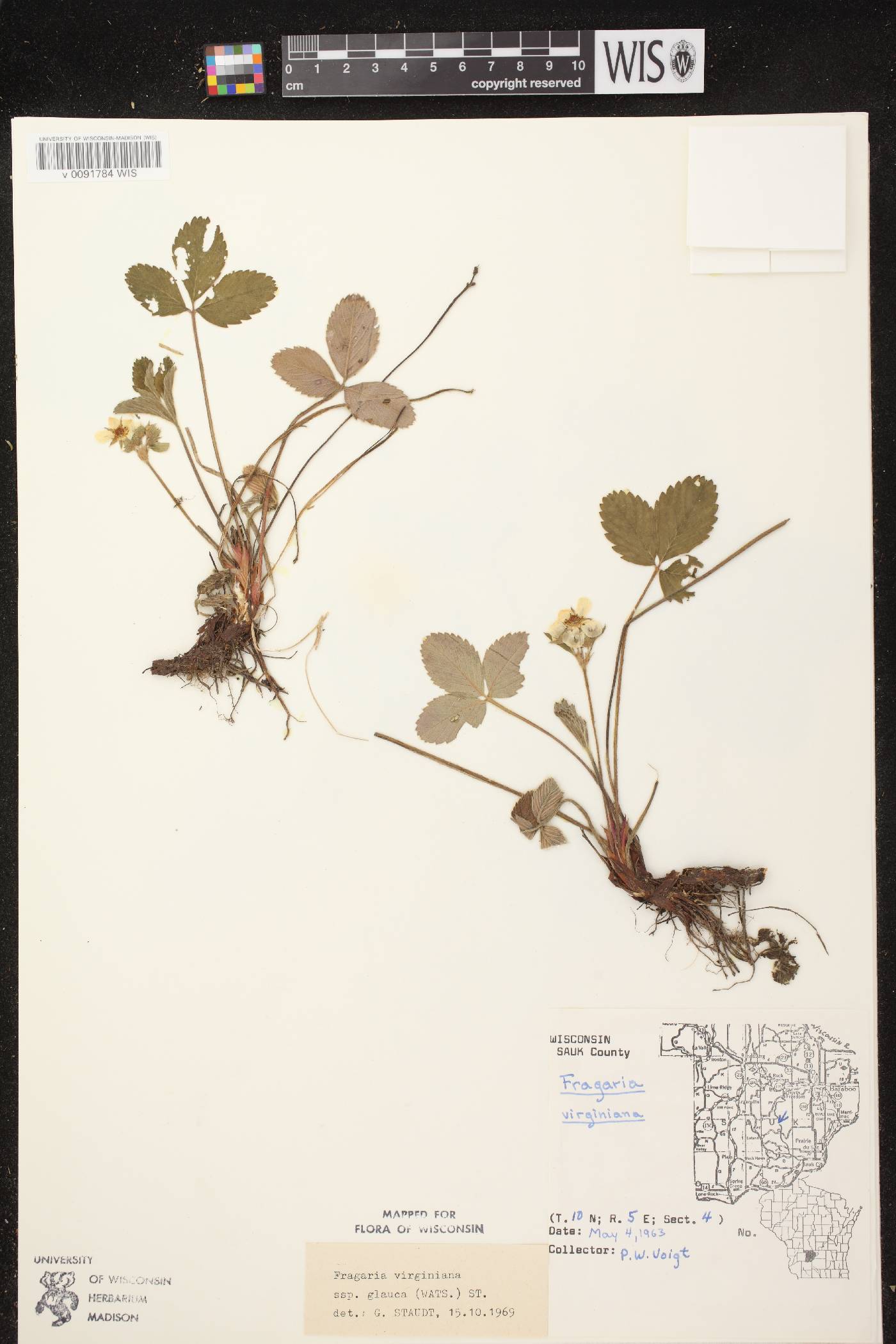 Fragaria virginiana image