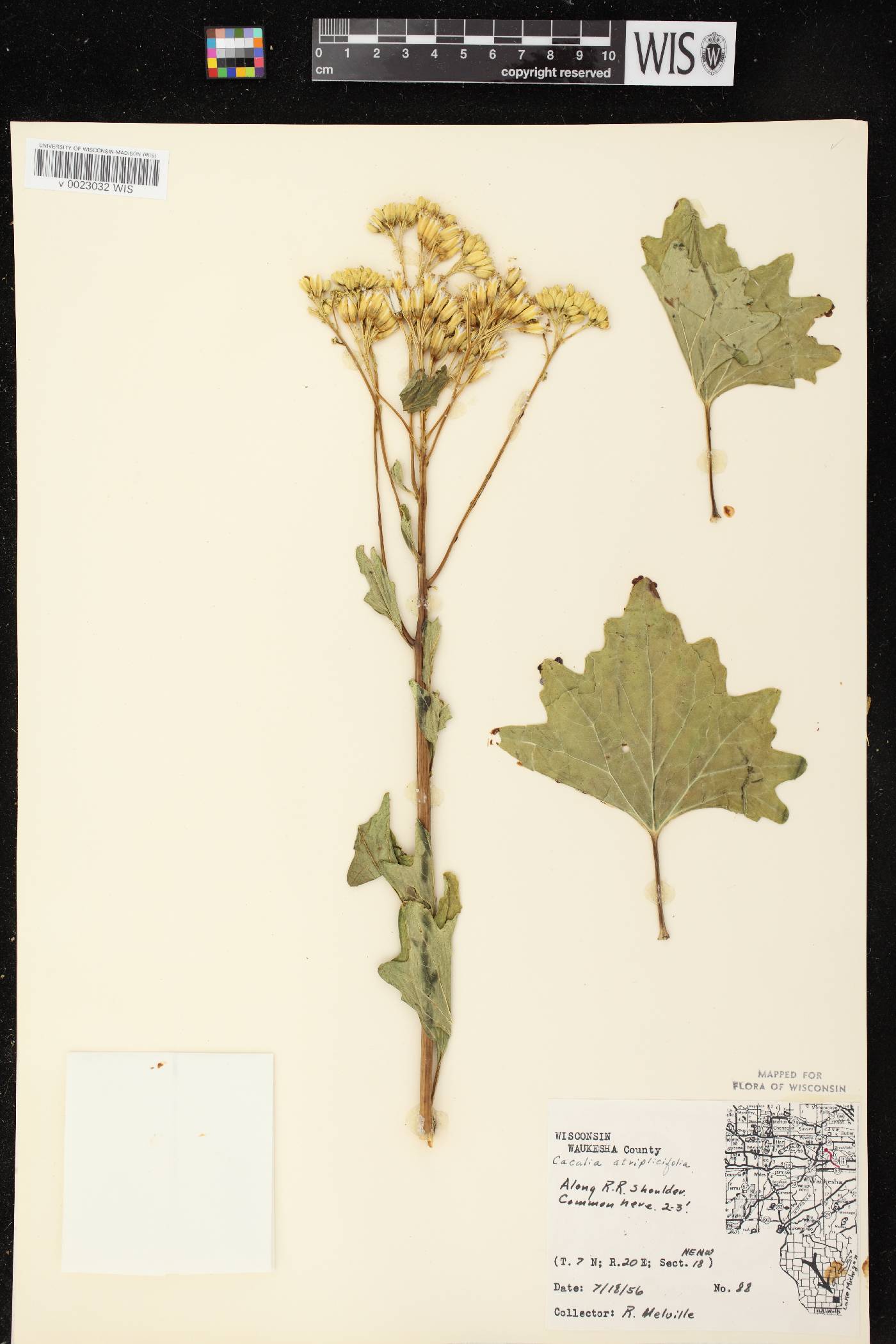 Arnoglossum atriplicifolium image