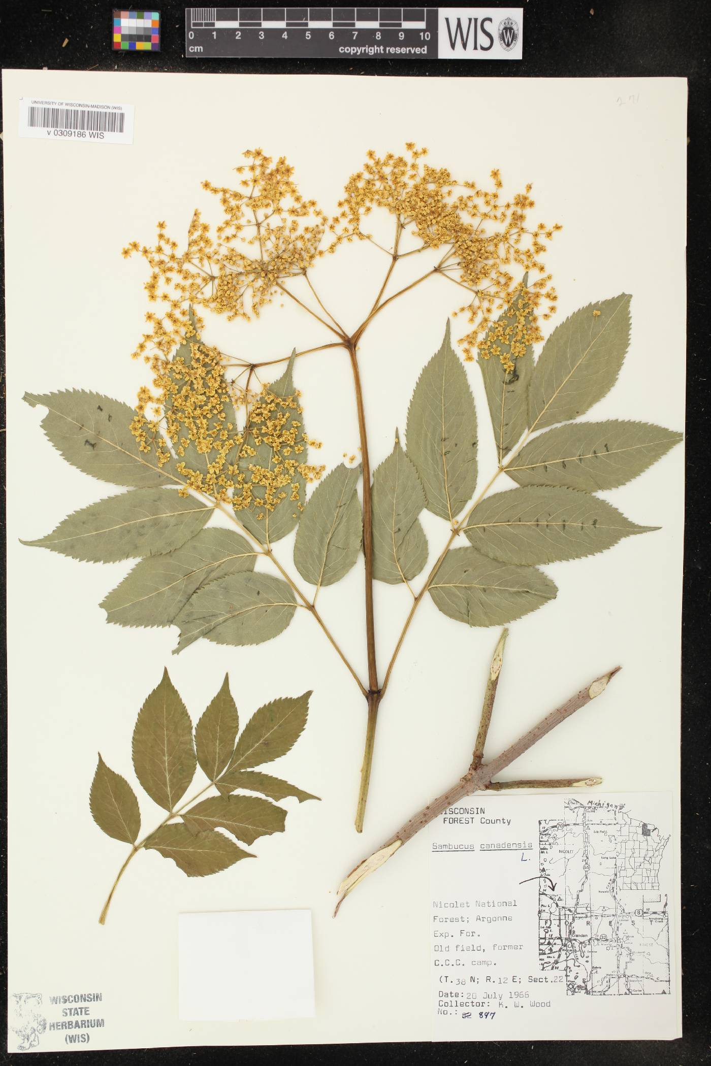 Sambucus canadensis image