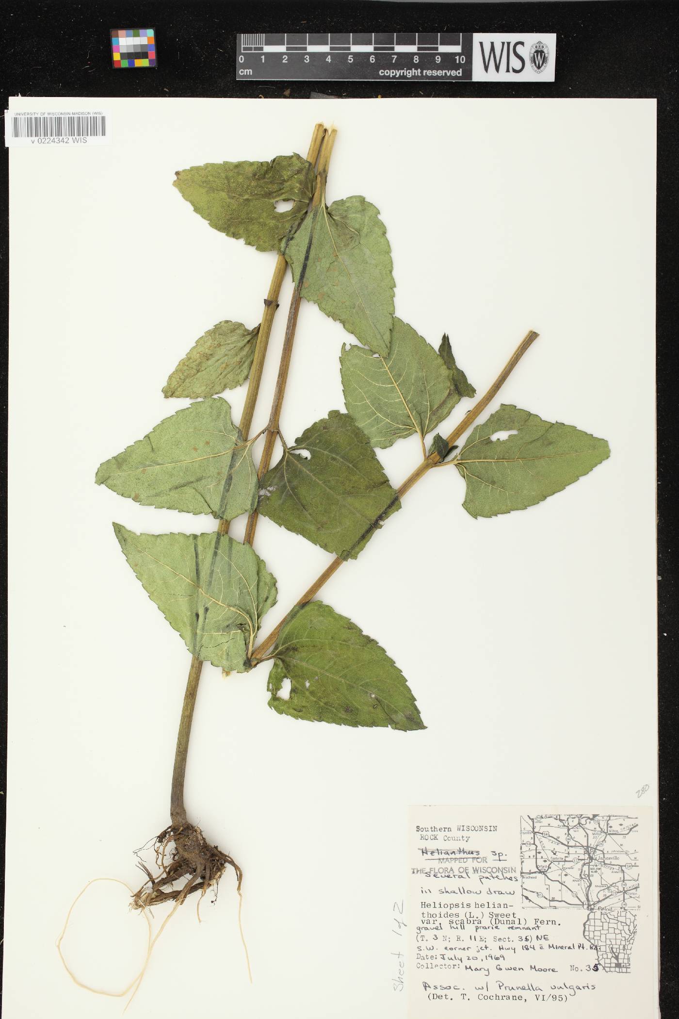 Heliopsis helianthoides image