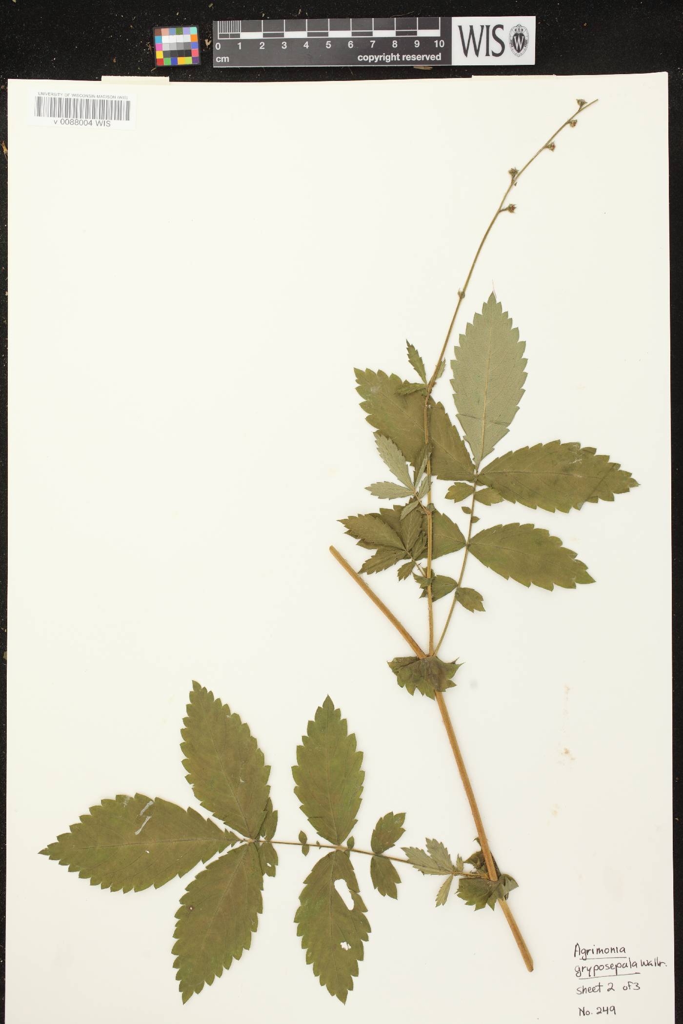 Agrimonia gryposepala image