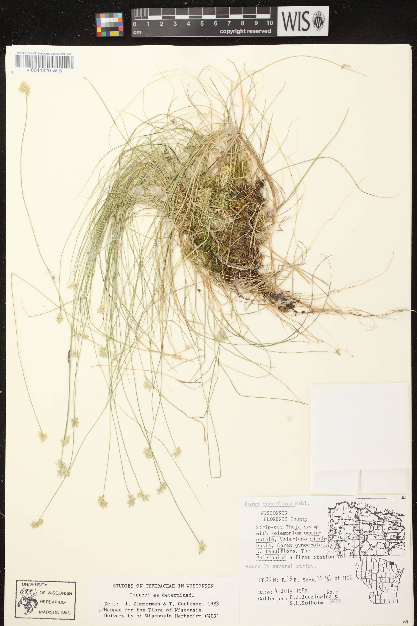 Carex tenuiflora image
