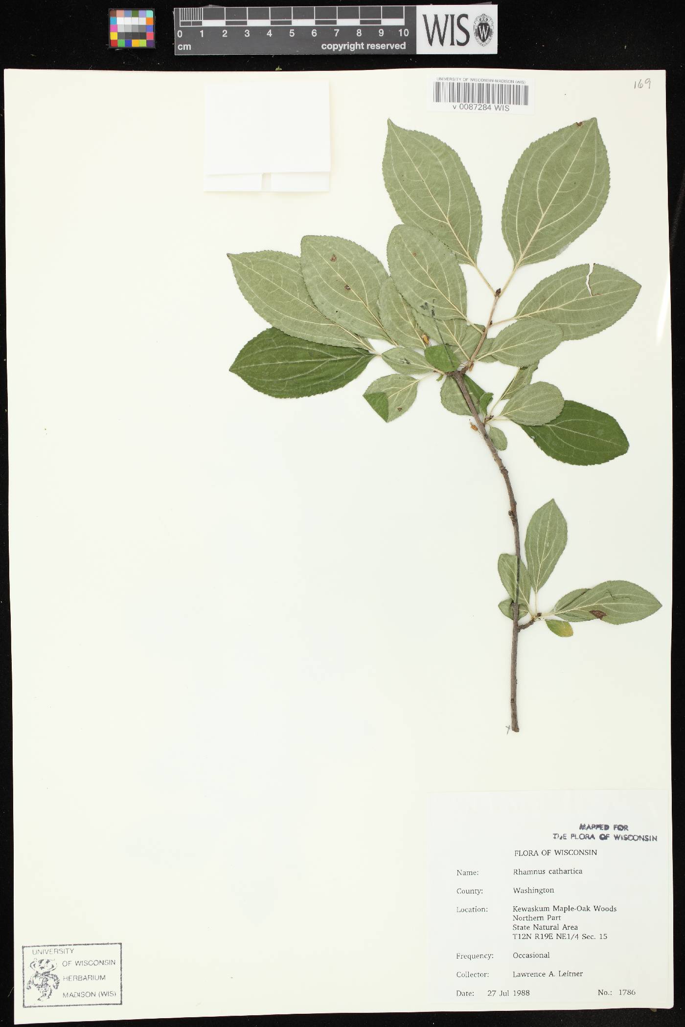 Rhamnus cathartica image