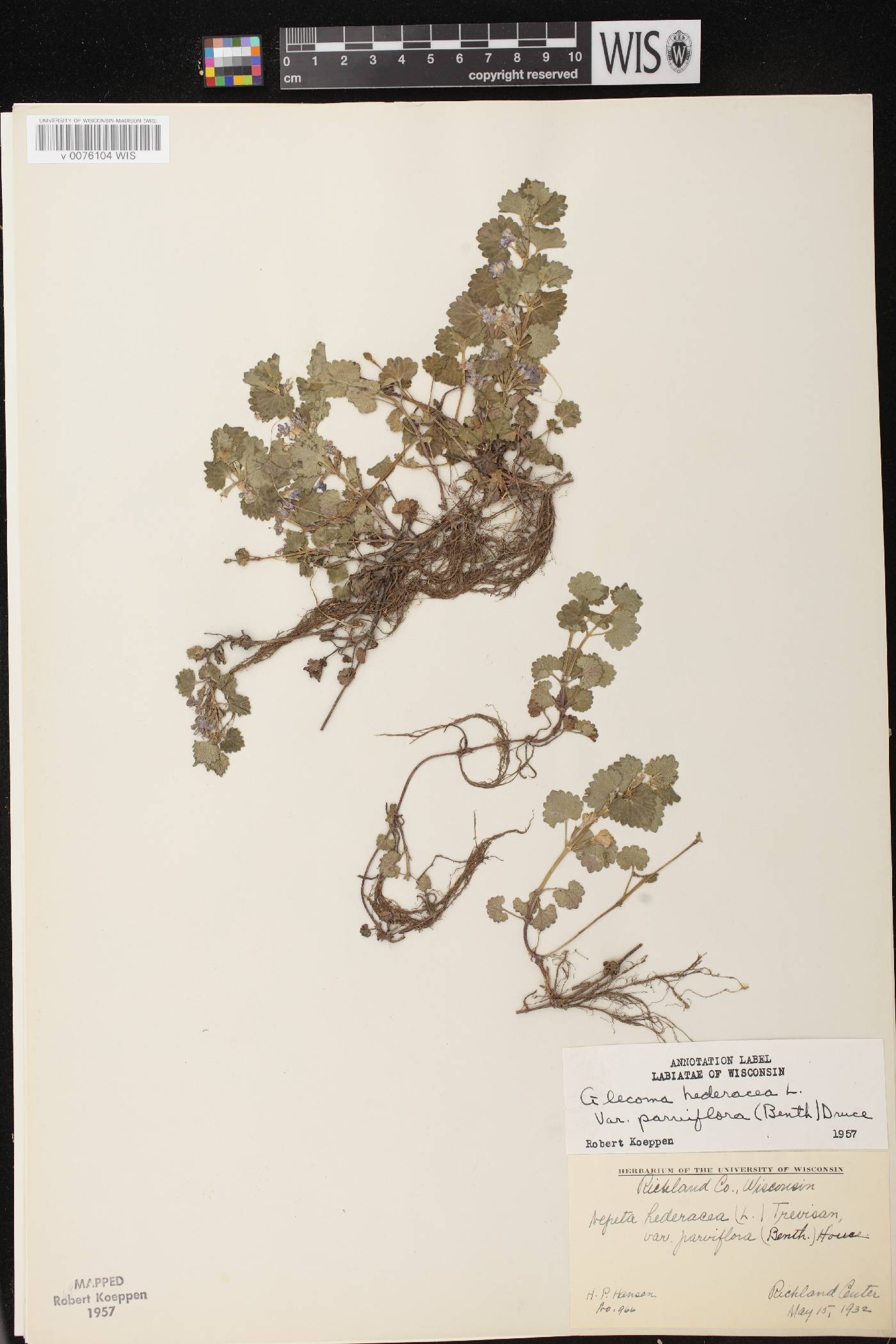 Glechoma hederacea var. micrantha image