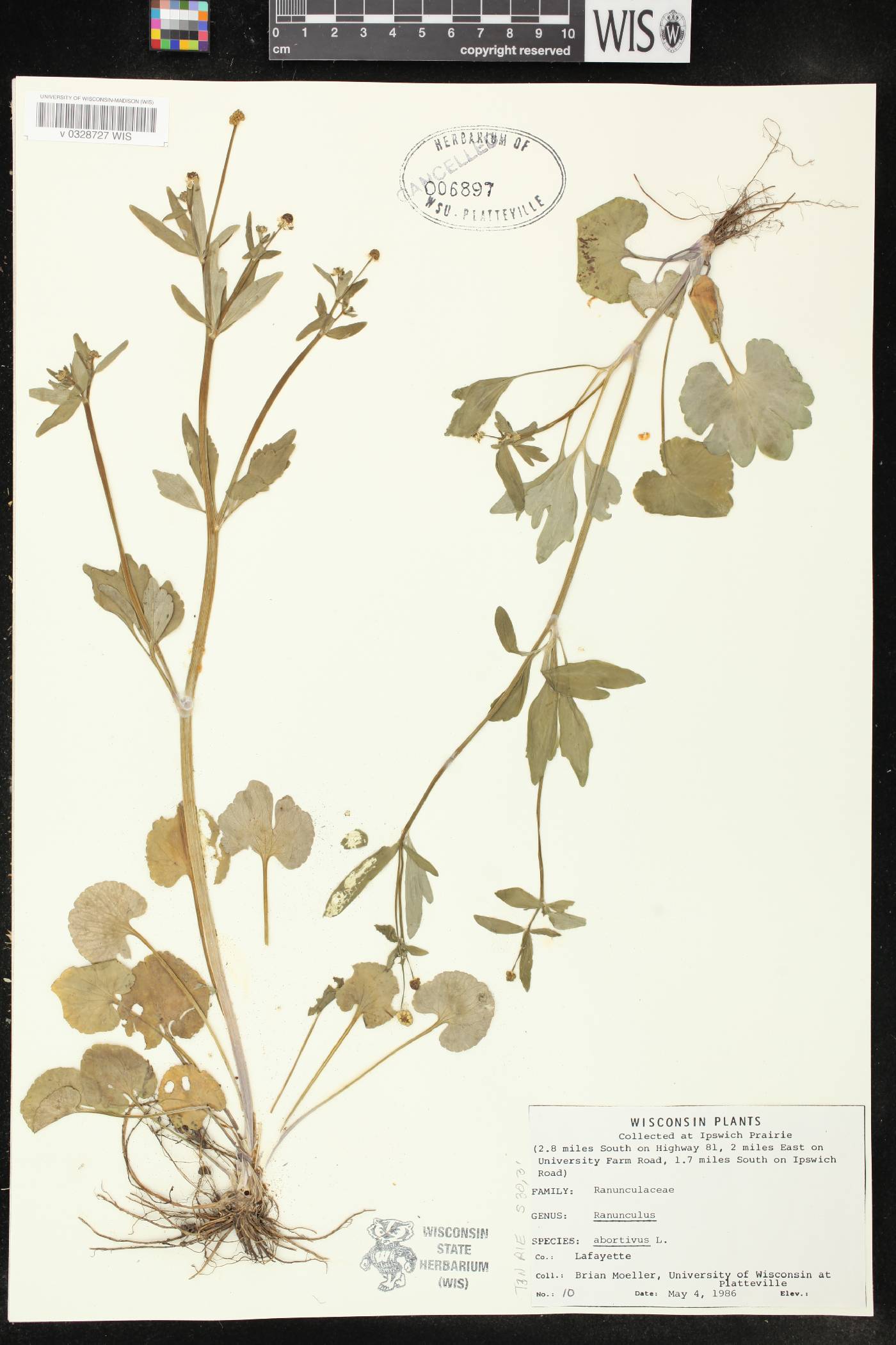 Ranunculus abortivus image