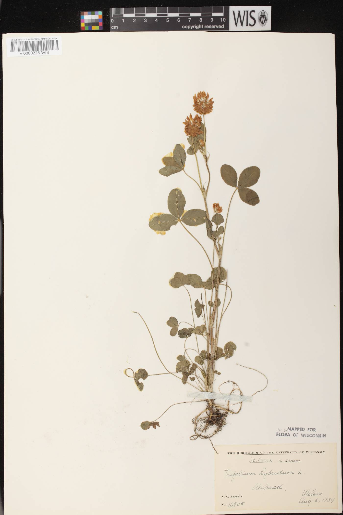 Trifolium hybridum image