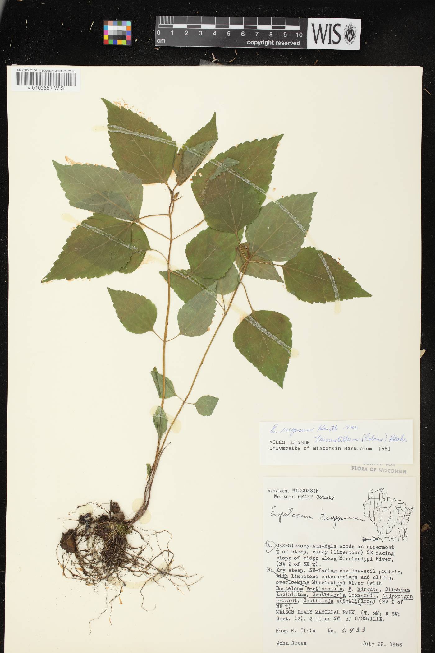 Ageratina altissima subsp. altissima image