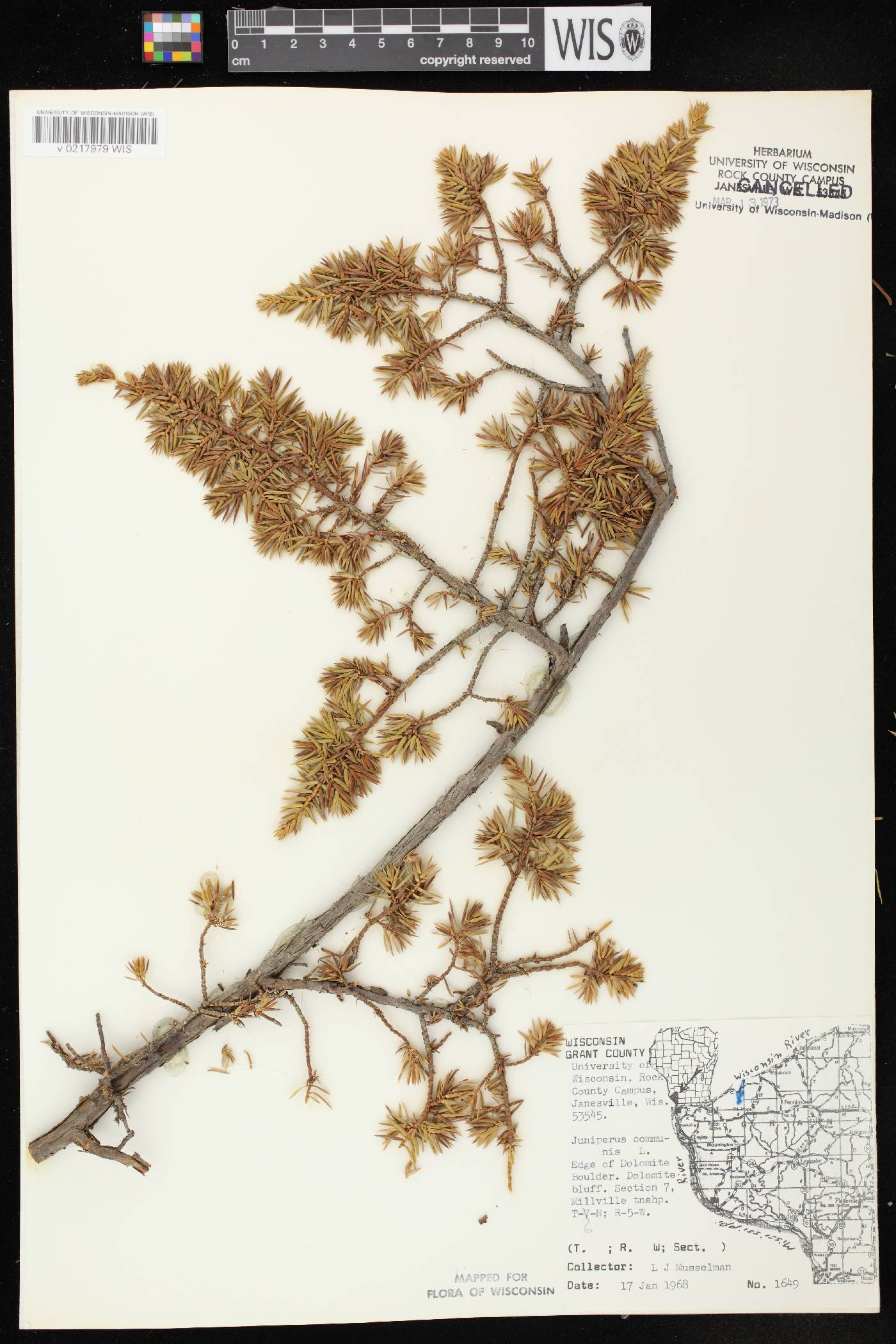 Juniperus communis image
