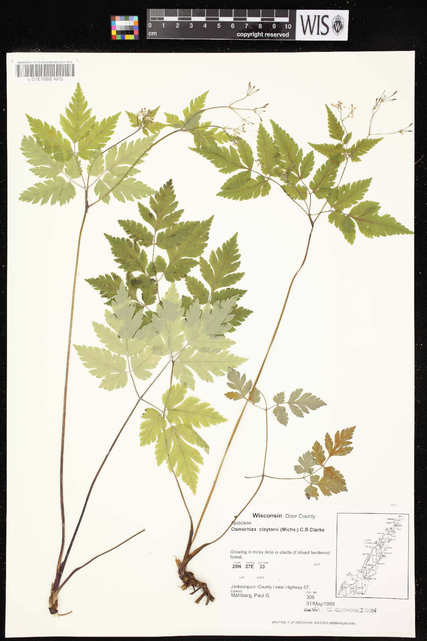 Osmorhiza claytonii image