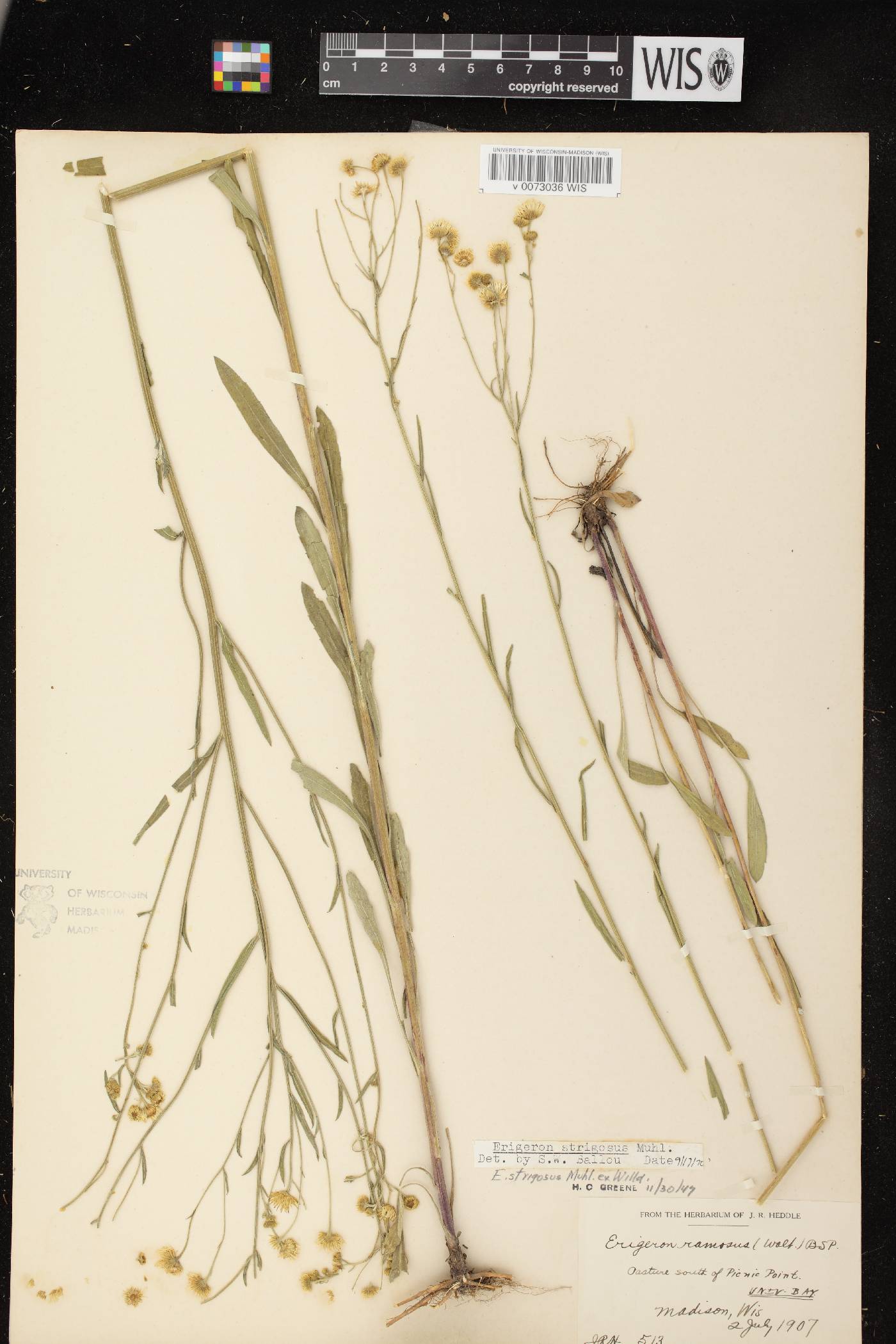 Erigeron strigosus var. strigosus image