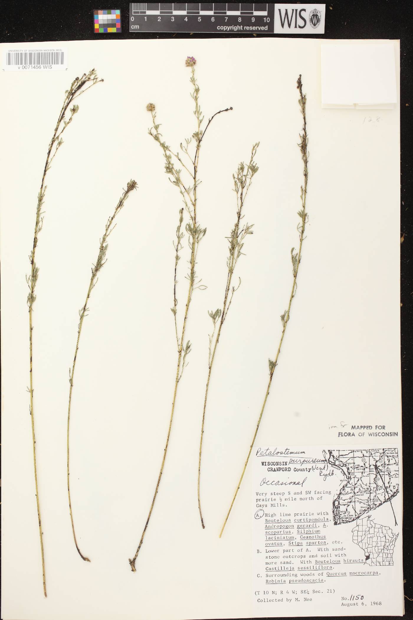 Dalea purpurea var. purpurea image