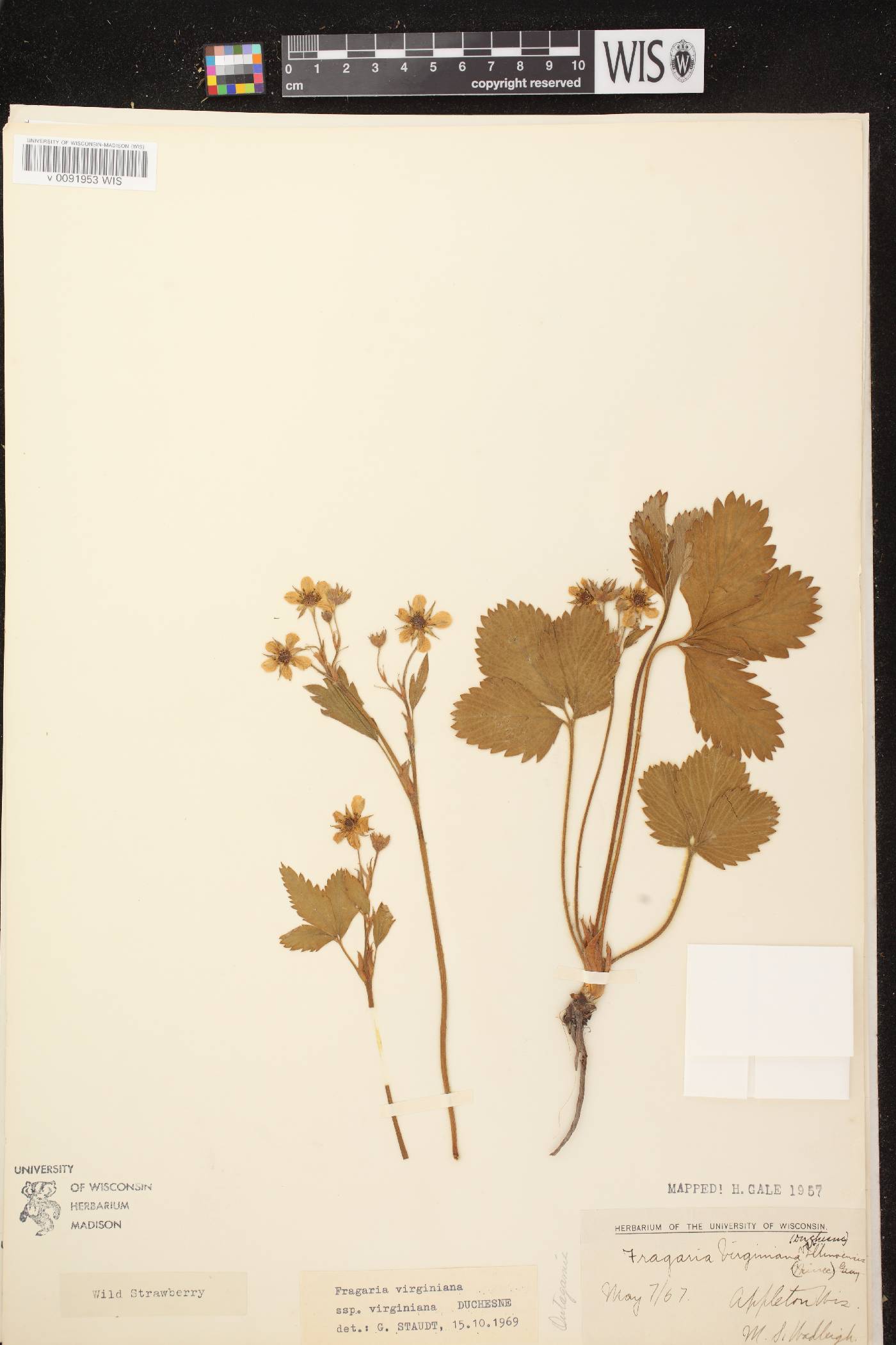 Fragaria virginiana image