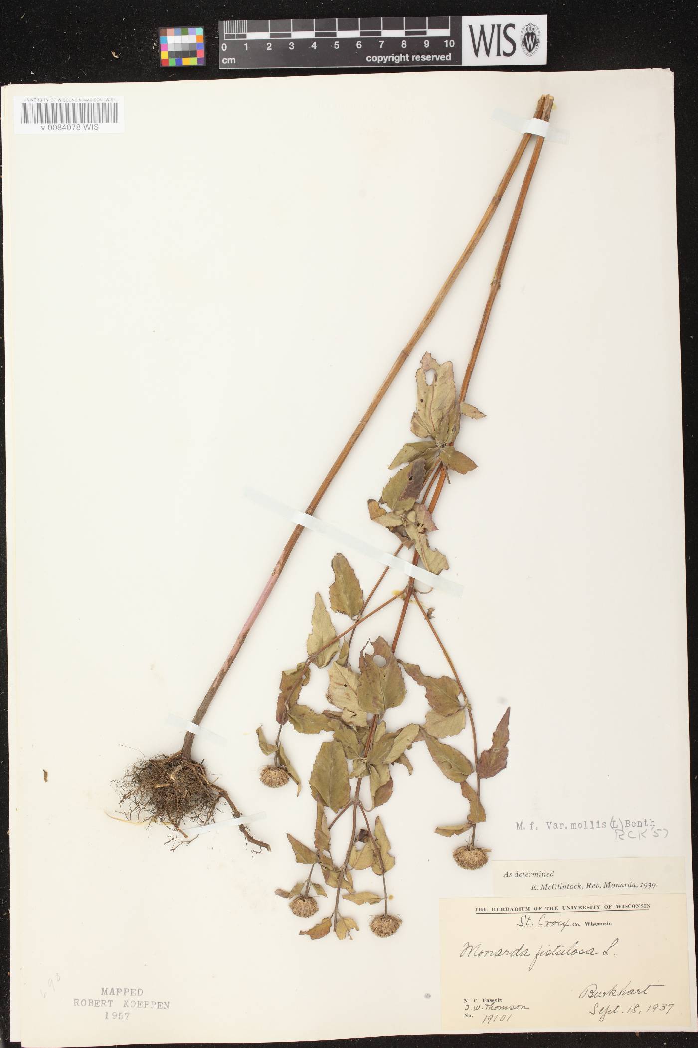 Monarda fistulosa image