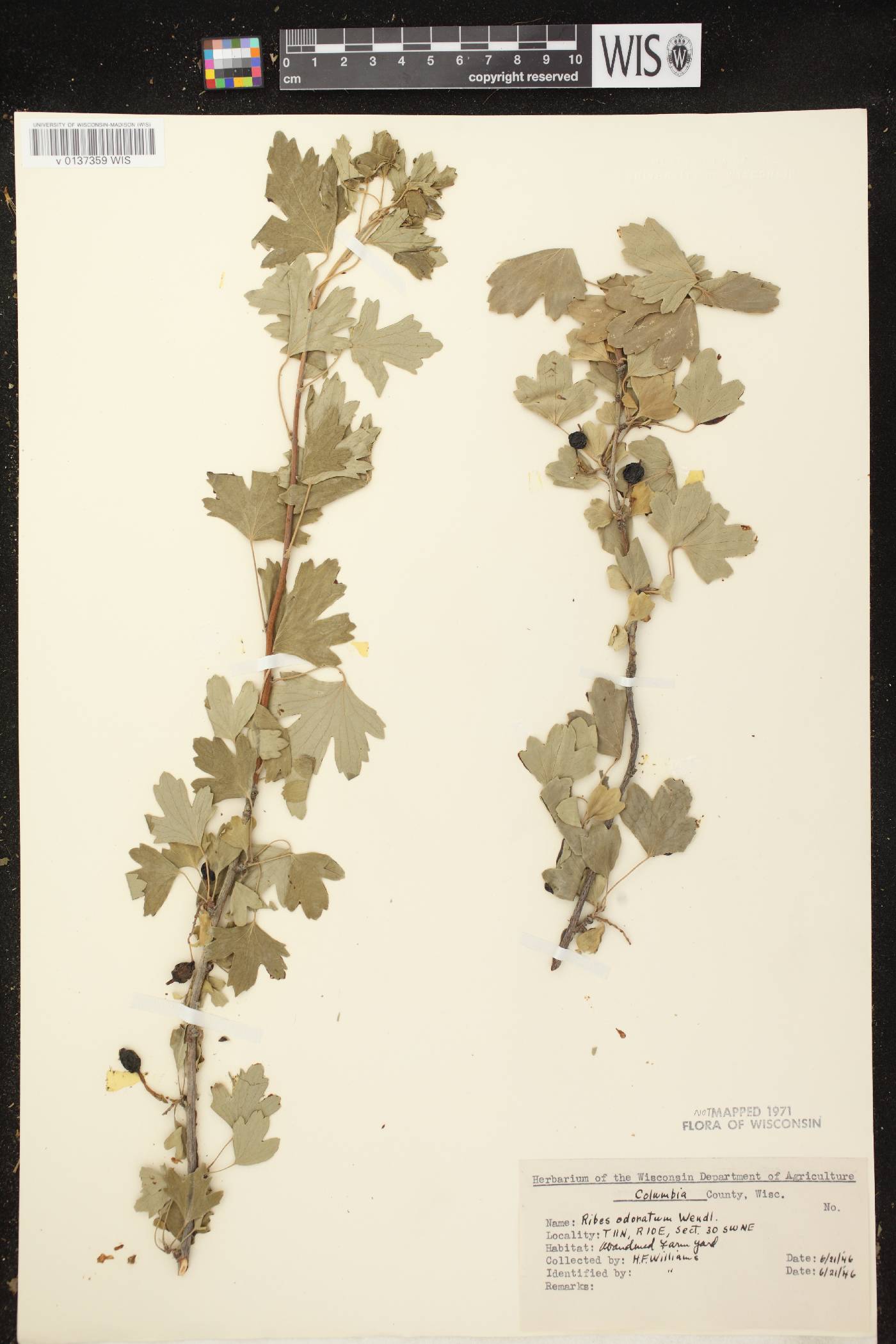Ribes aureum var. villosum image