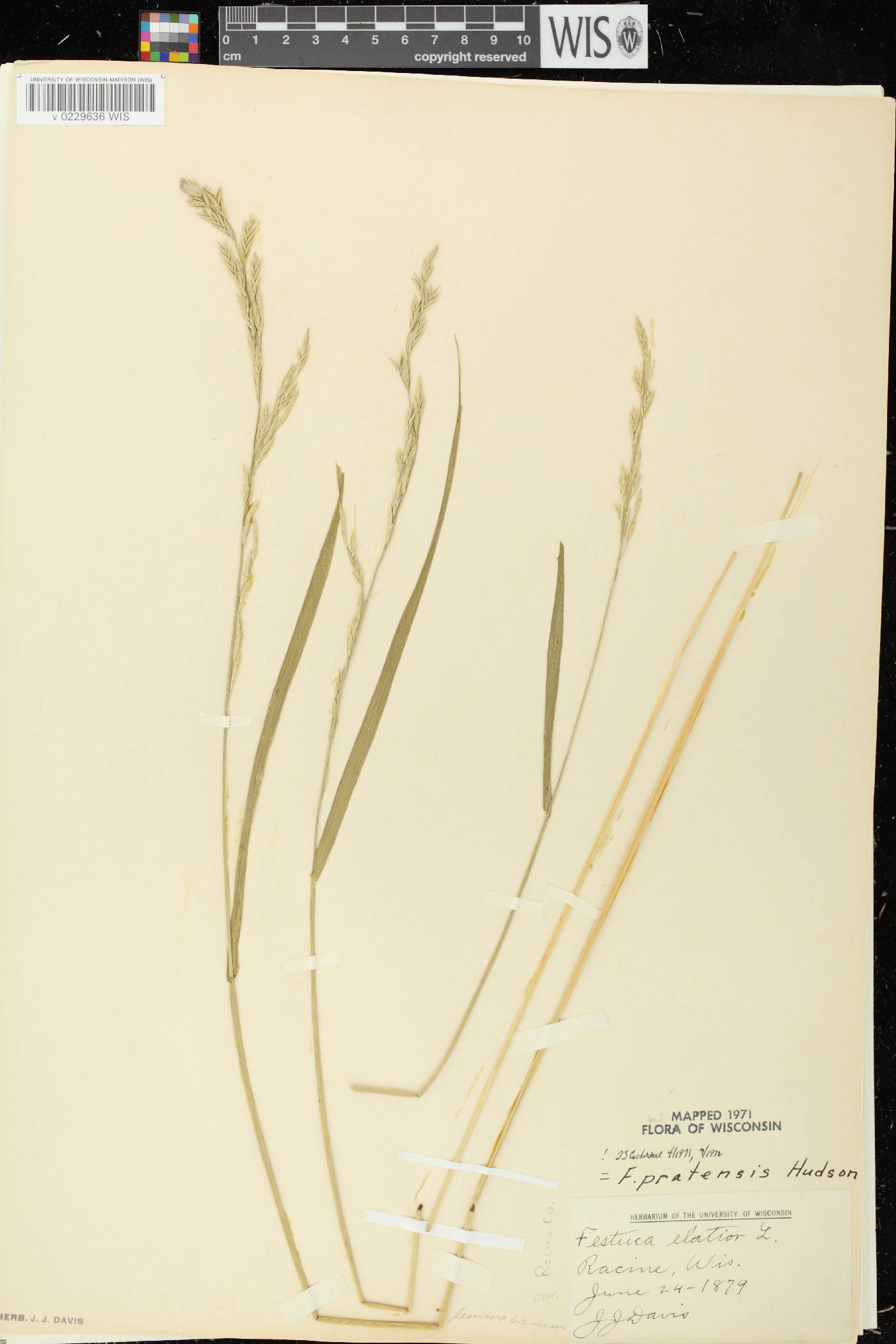 Lolium pratense image
