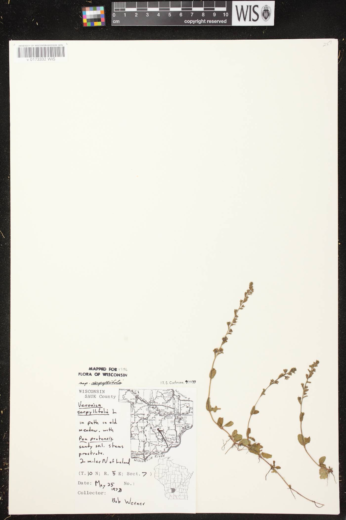 Veronica serpyllifolia subsp. serpyllifolia image