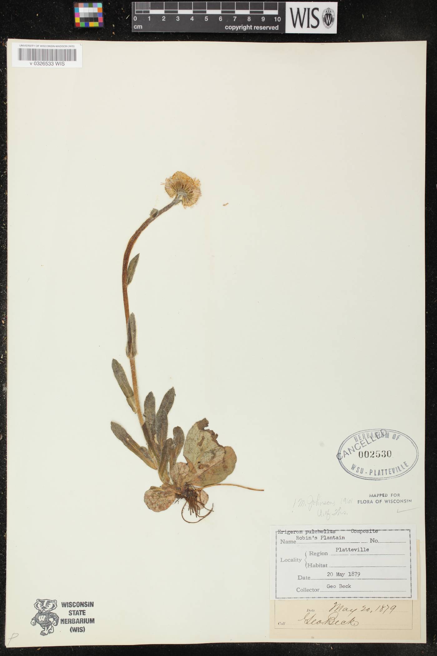 Erigeron pulchellus image